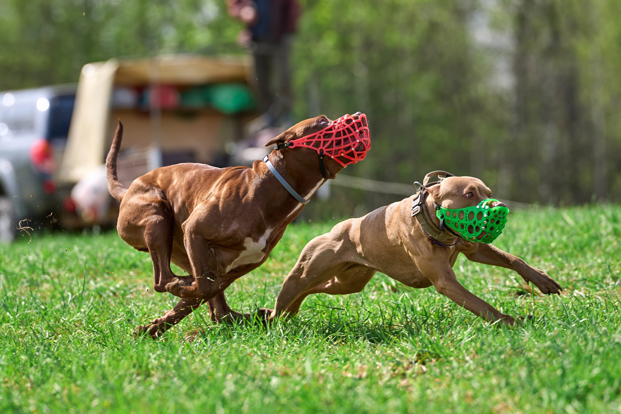 Тренировка по курсингу «на Ярославке». Фотограф-анималист Михаил Манухин
