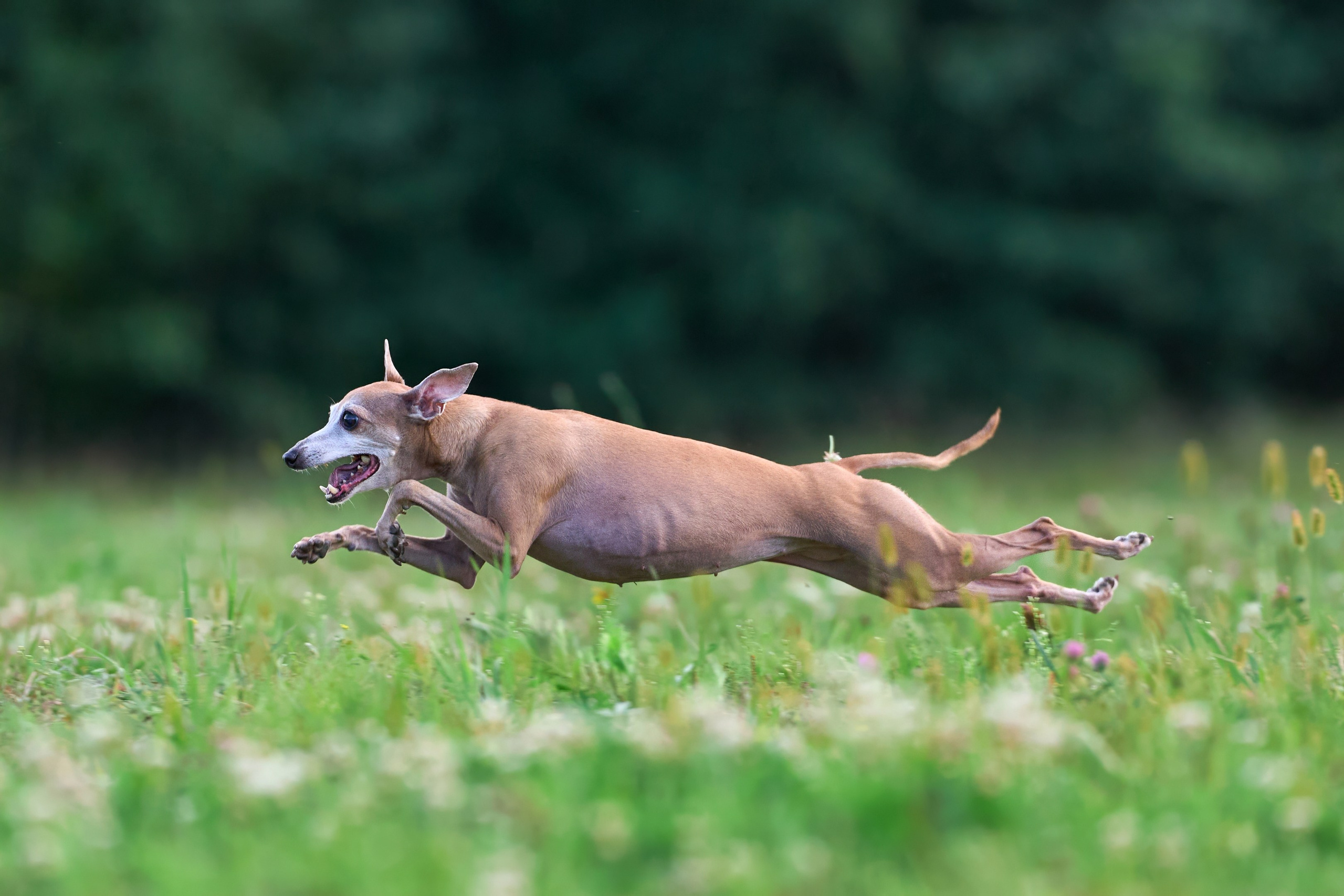 Тренировка в Донино. Фотограф-анималист Михаил Манухин