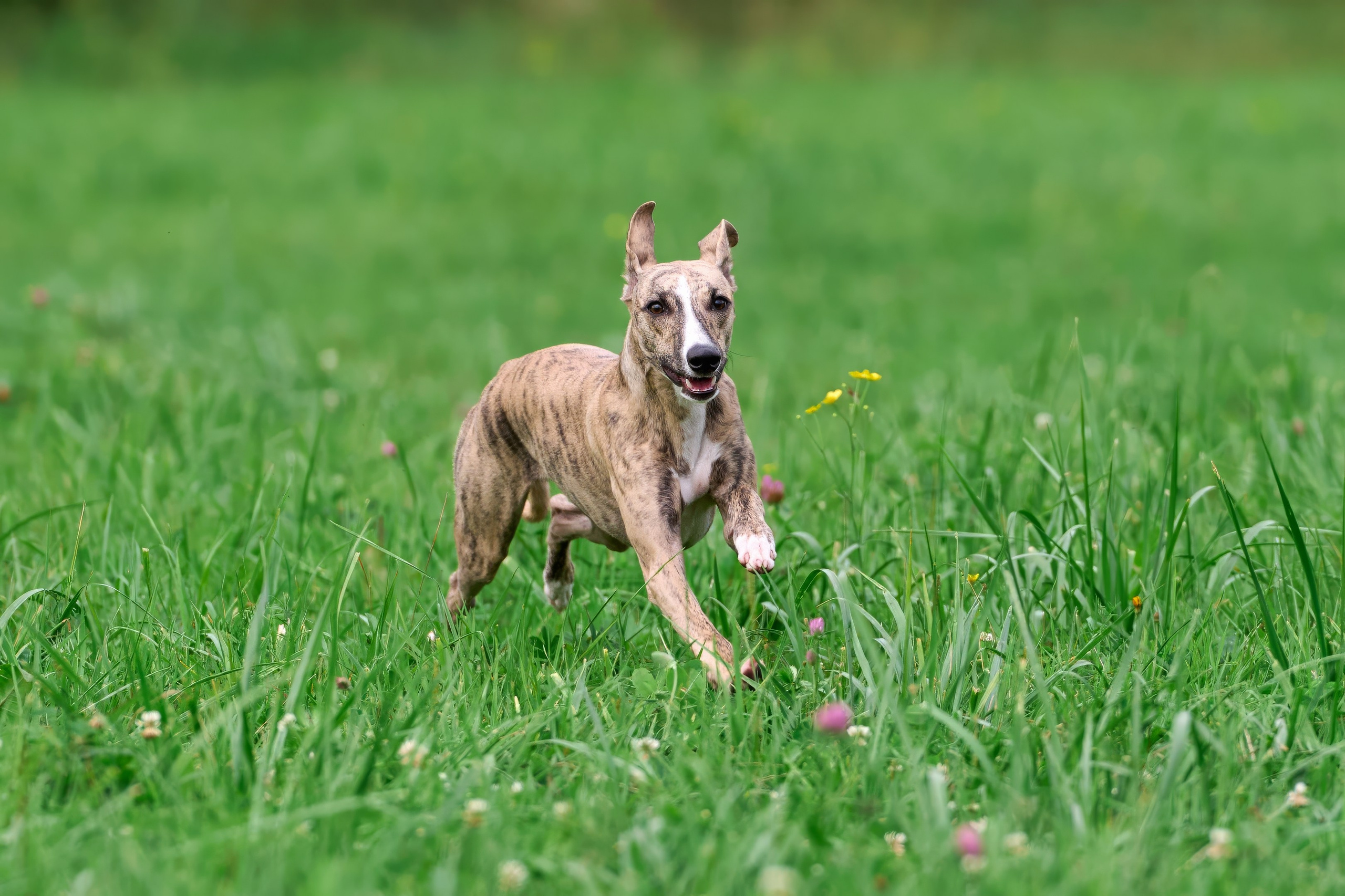 Тренировка в Донино. Фотограф-анималист Михаил Манухин