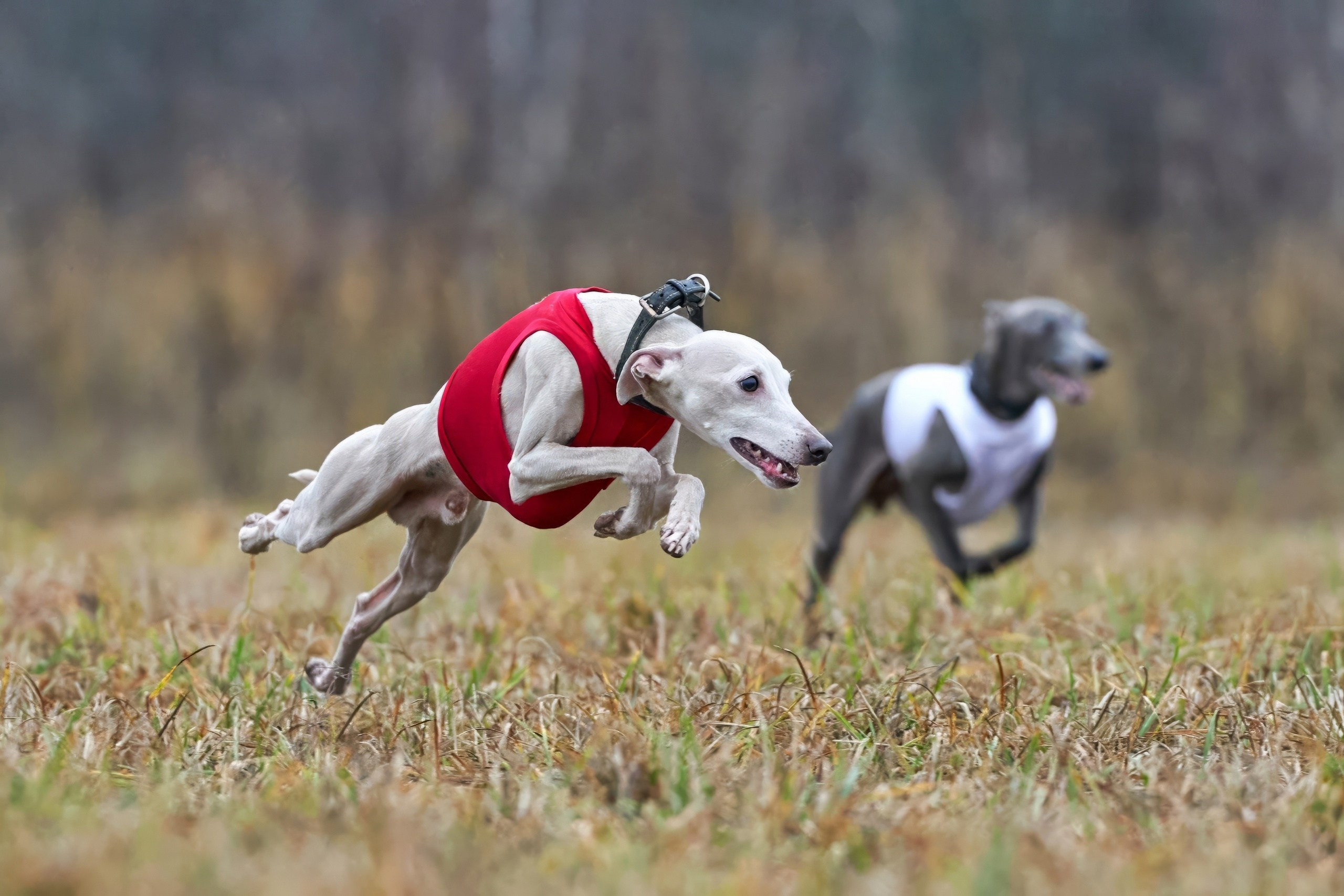 Состязания свор «Тройки». Фотограф-анималист Михаил Манухин