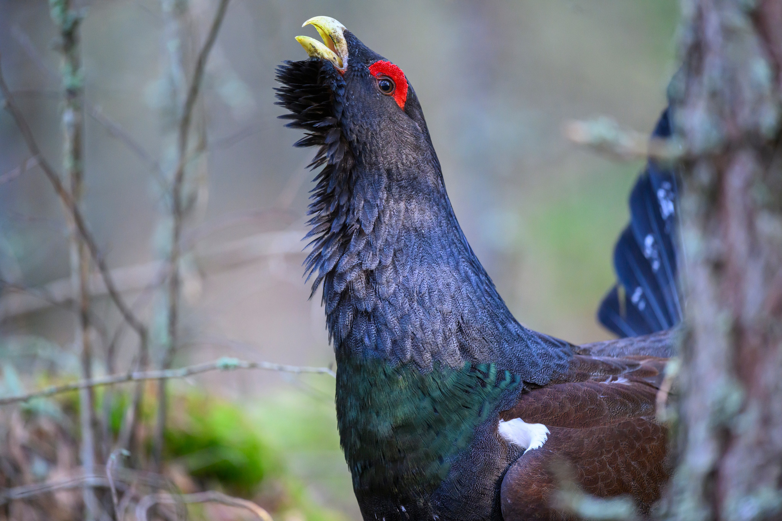 Глухарь / Wood grouse. Фотограф Сергей Пупонин