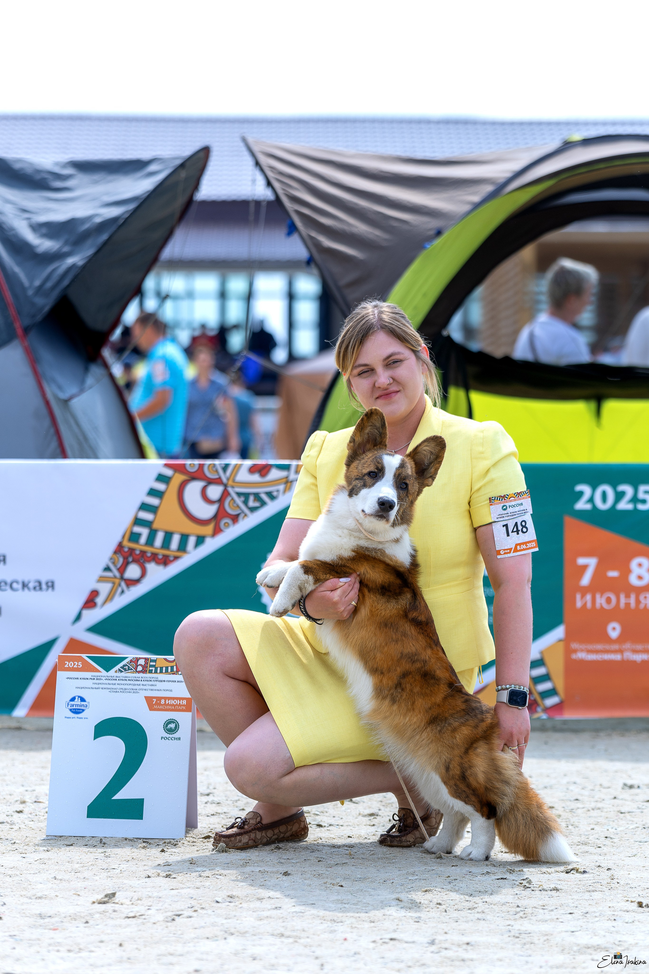 Россия 2025. Купить щенка Вельш-корги-кардиган в семейном питомнике — Ice Fantasy