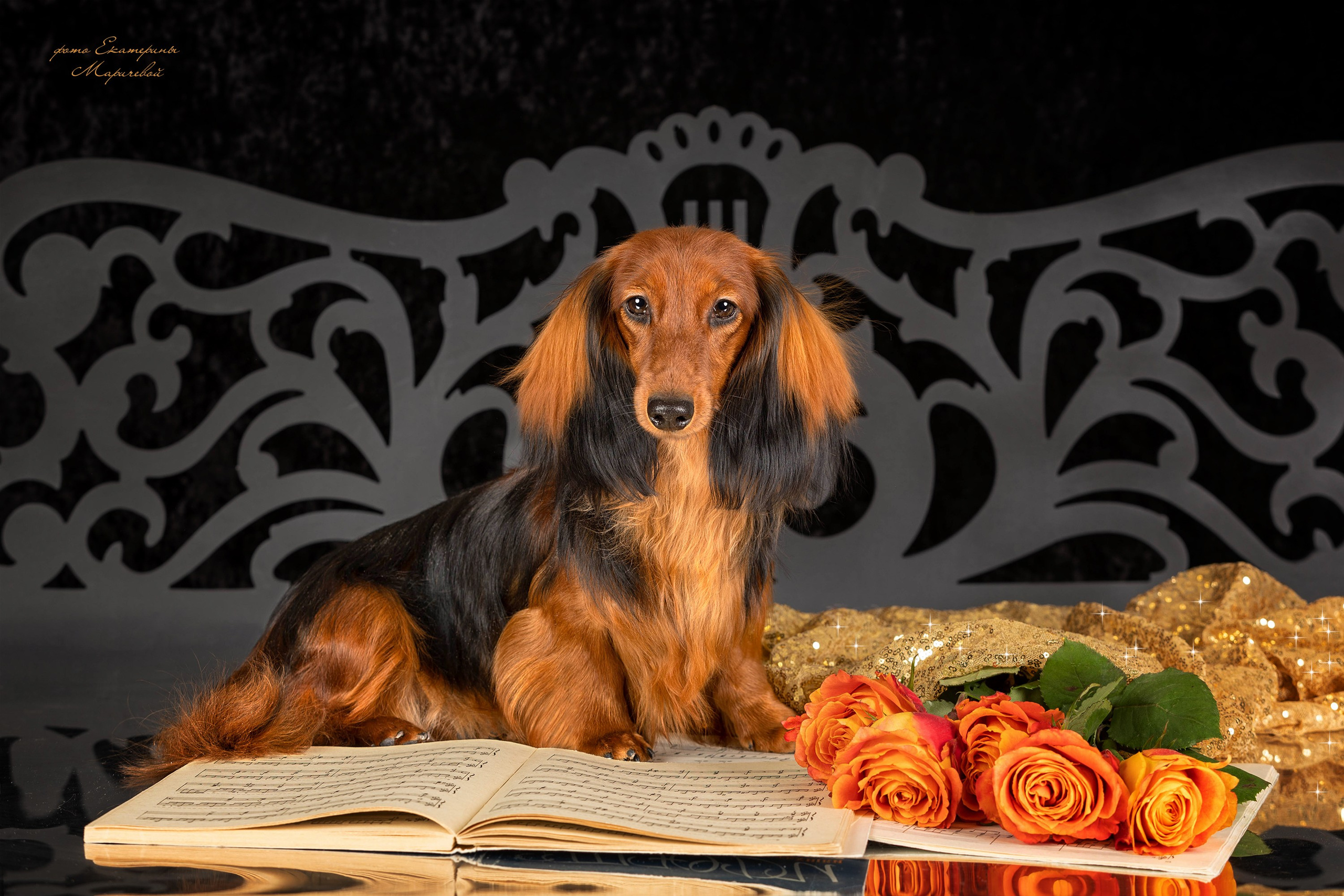 Студийная съёмка на моей территории. Фотограф-анималист в Омске Екатерина Маричева