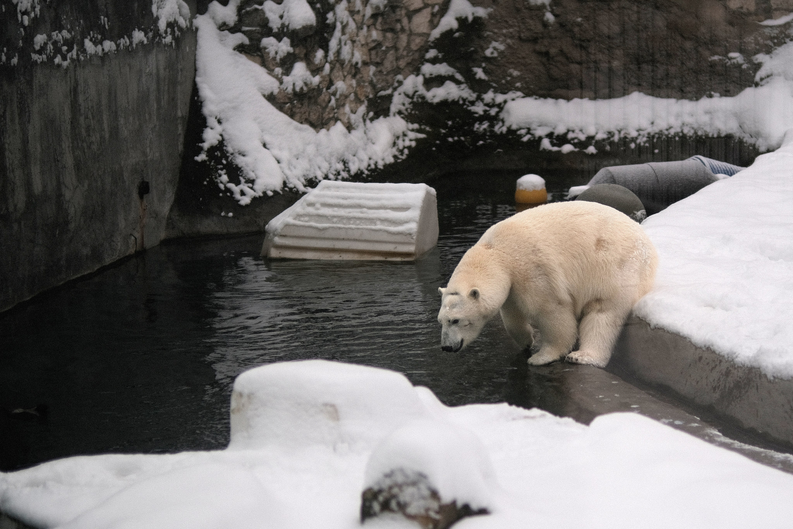 Московский зоопарк, белый медведь у воды зимой, животные Арктики