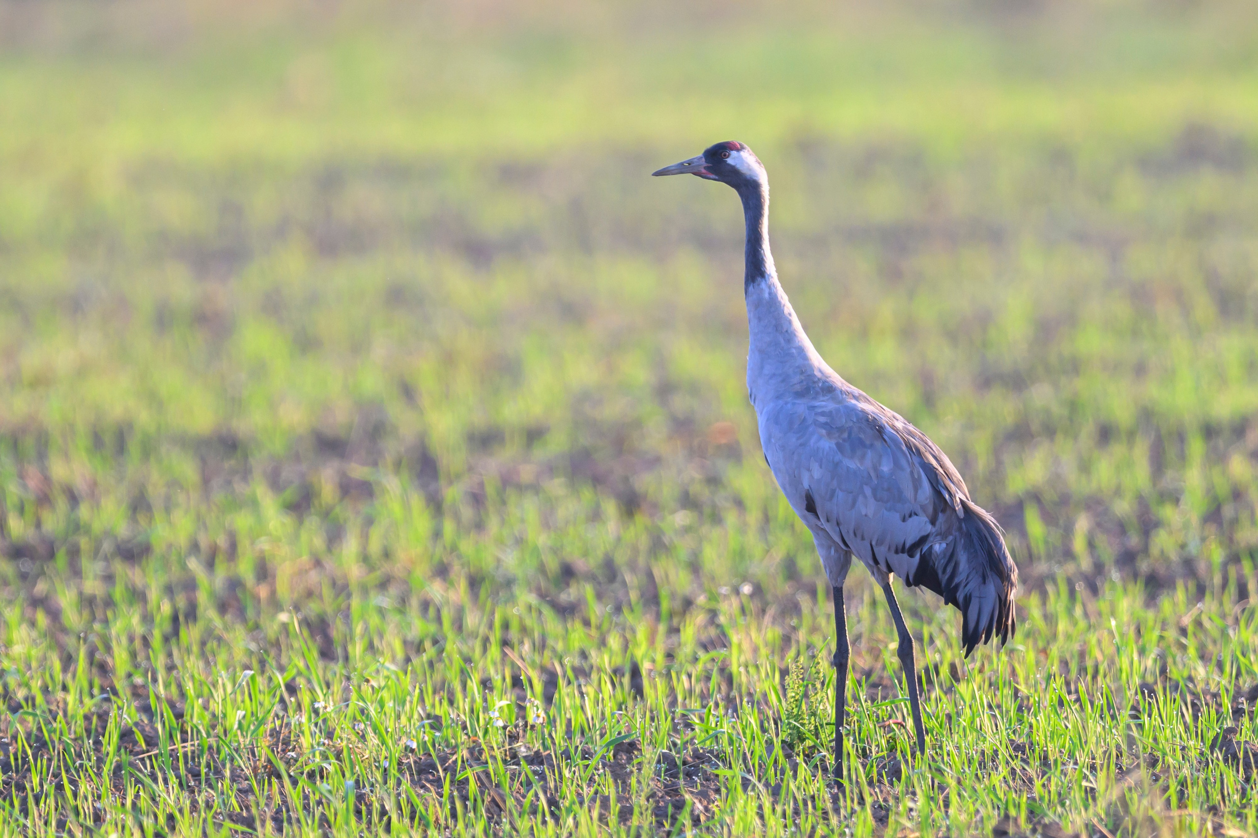 Стычка луня и осоеда, журавли. Wildlife photography by Sergey Puponin