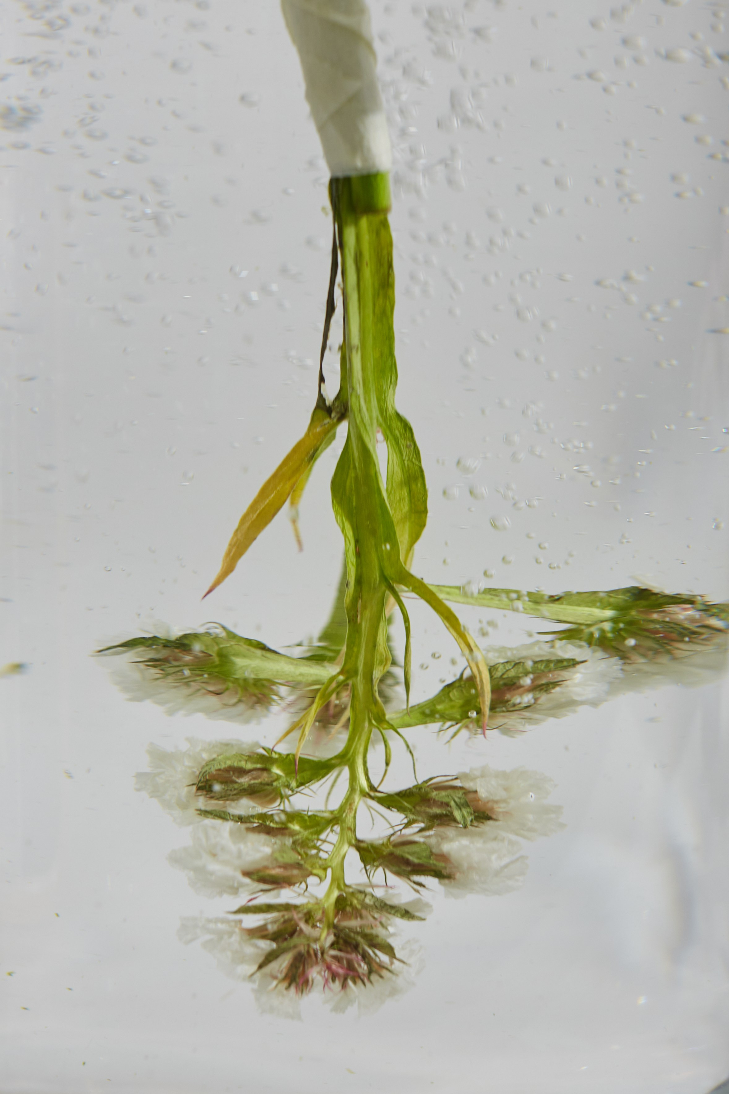 HEYDAY. Daria Blinova