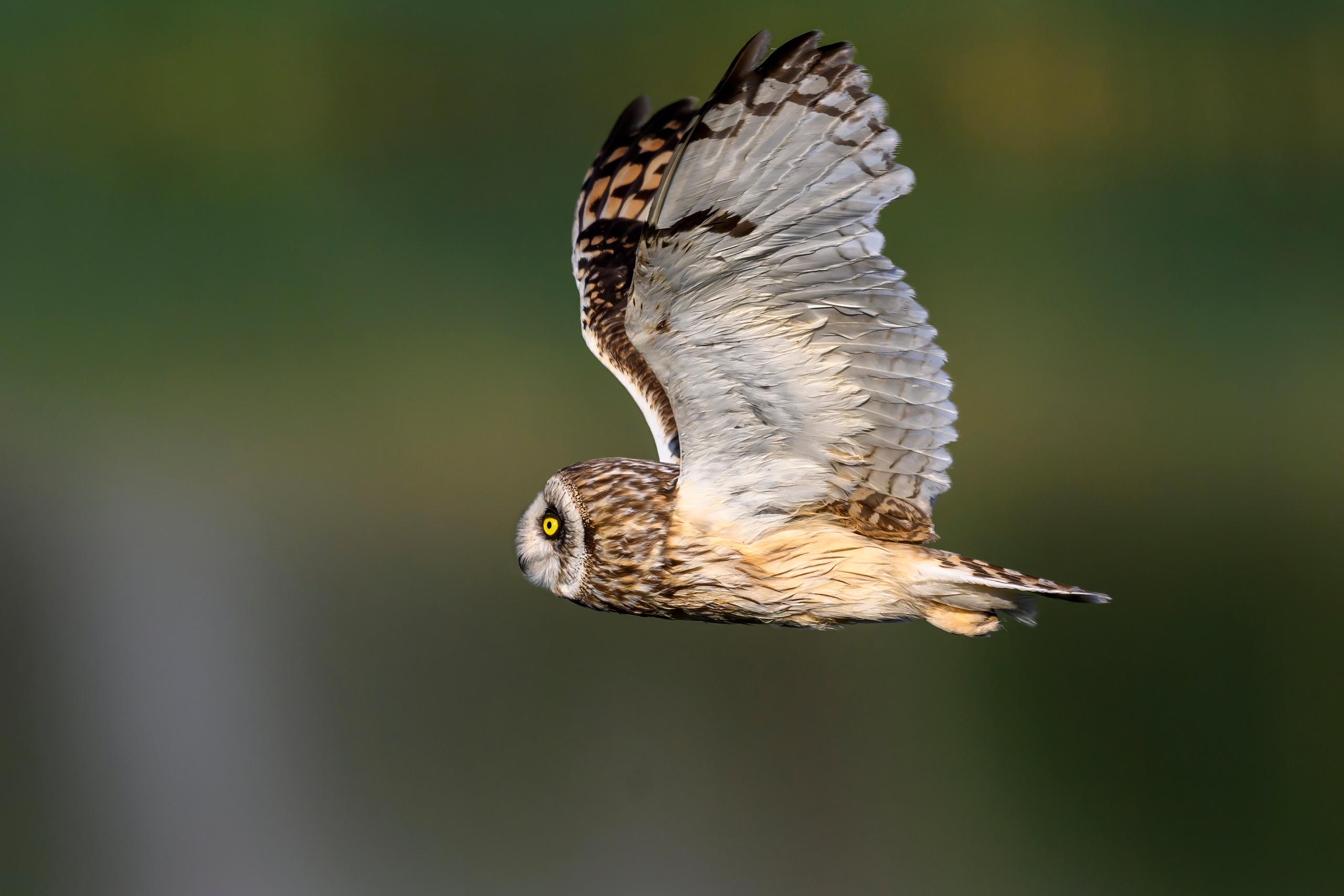 Слеток болотной совы. Wildlife photography by Sergey Puponin