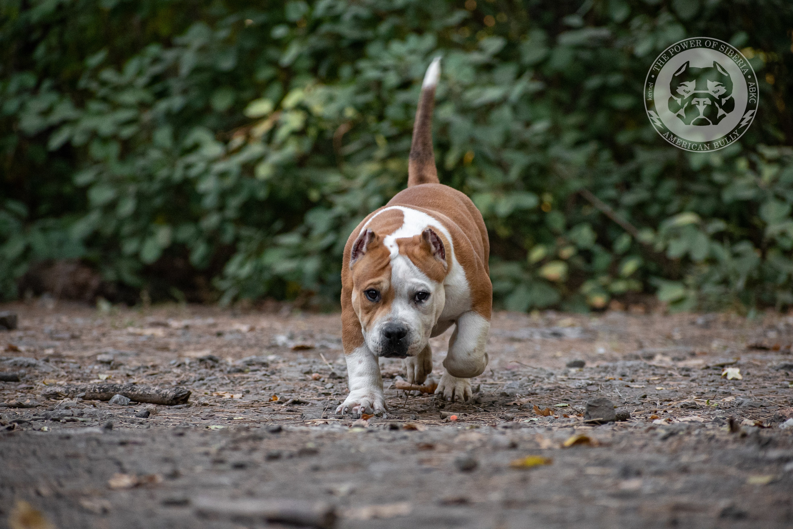 продажа щенков American Bully в Крыму