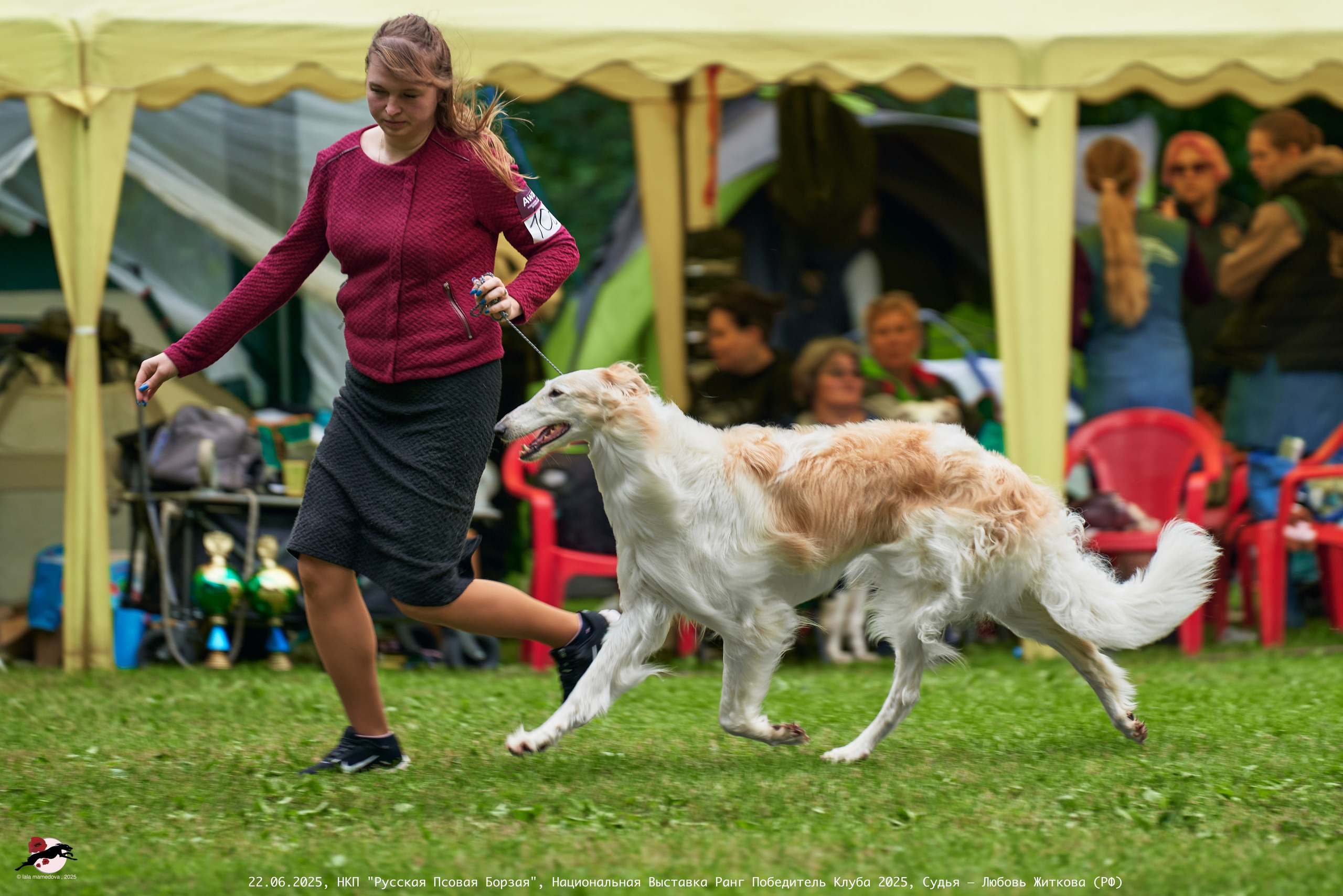 22.06.2025 | Национальная Выставка НКП "Русская Псовая Борзая"