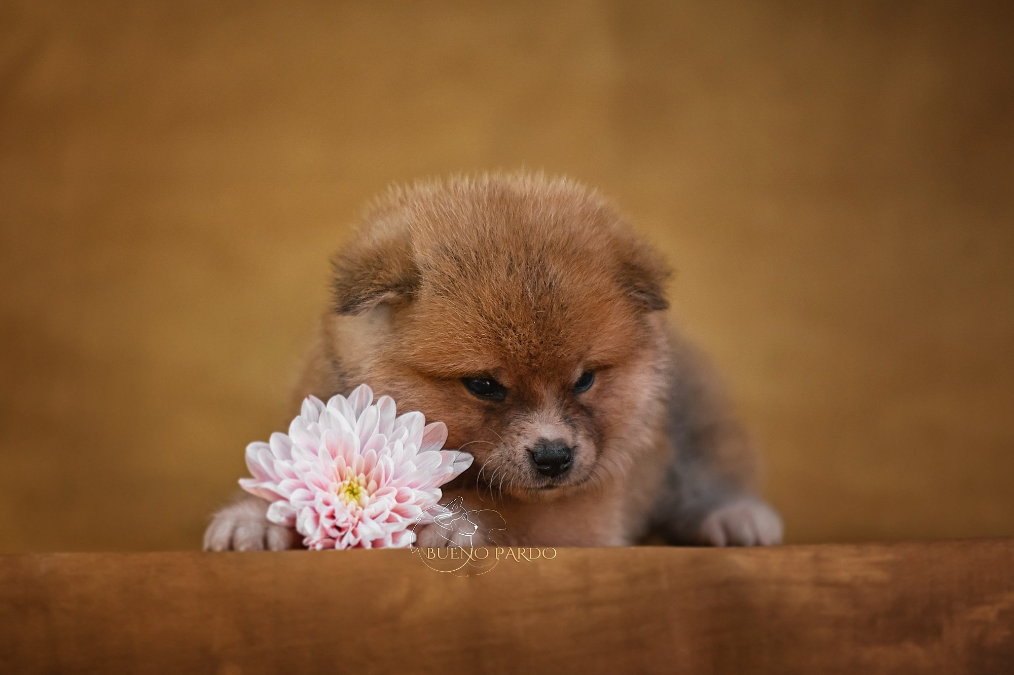 Щенки японской акита ину из питомника. Питомник собак Акита, Хаски, Корги
