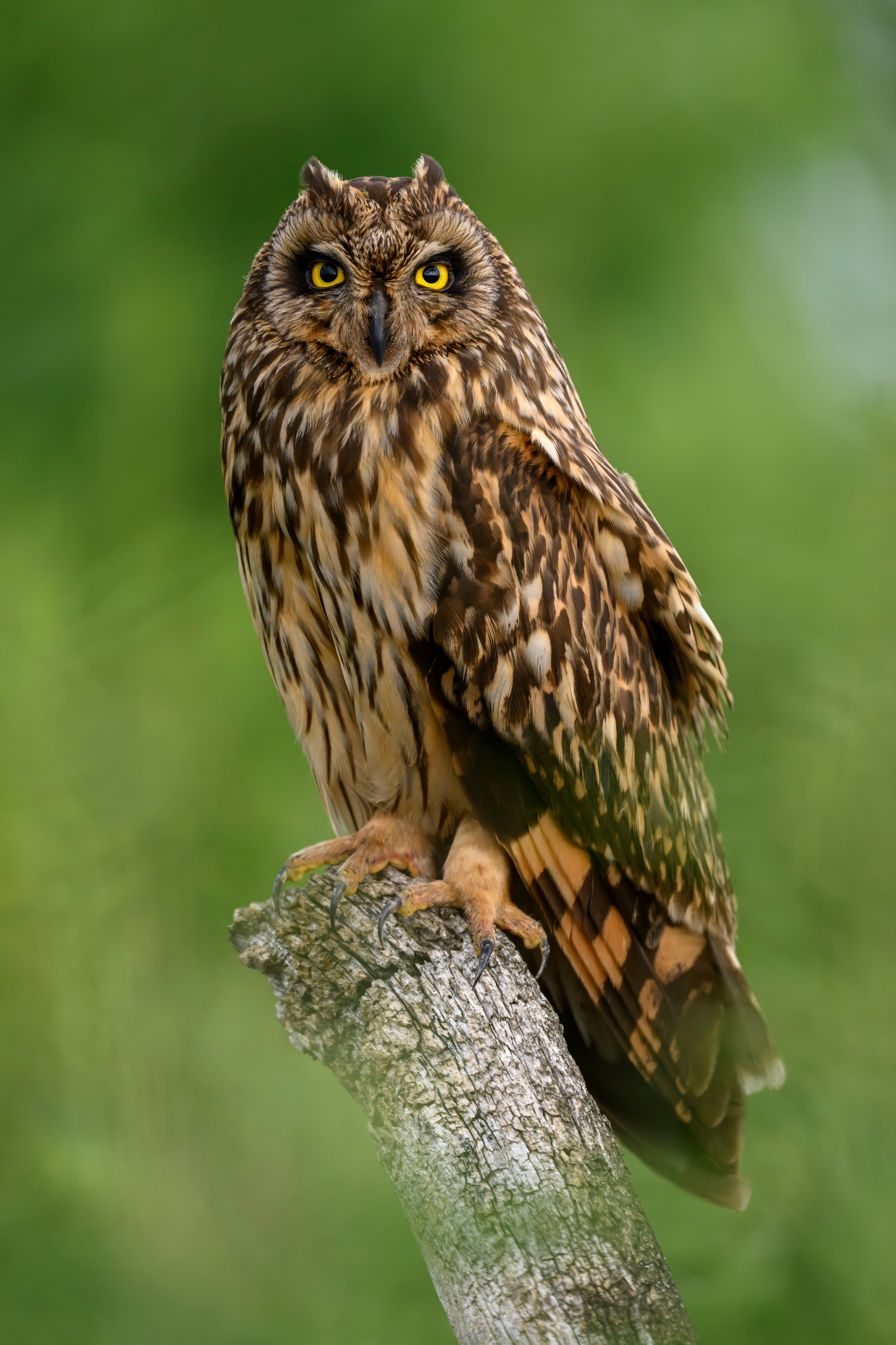 Цапли и совы. Herons and Owls. Wildlife photography by Sergey Puponin