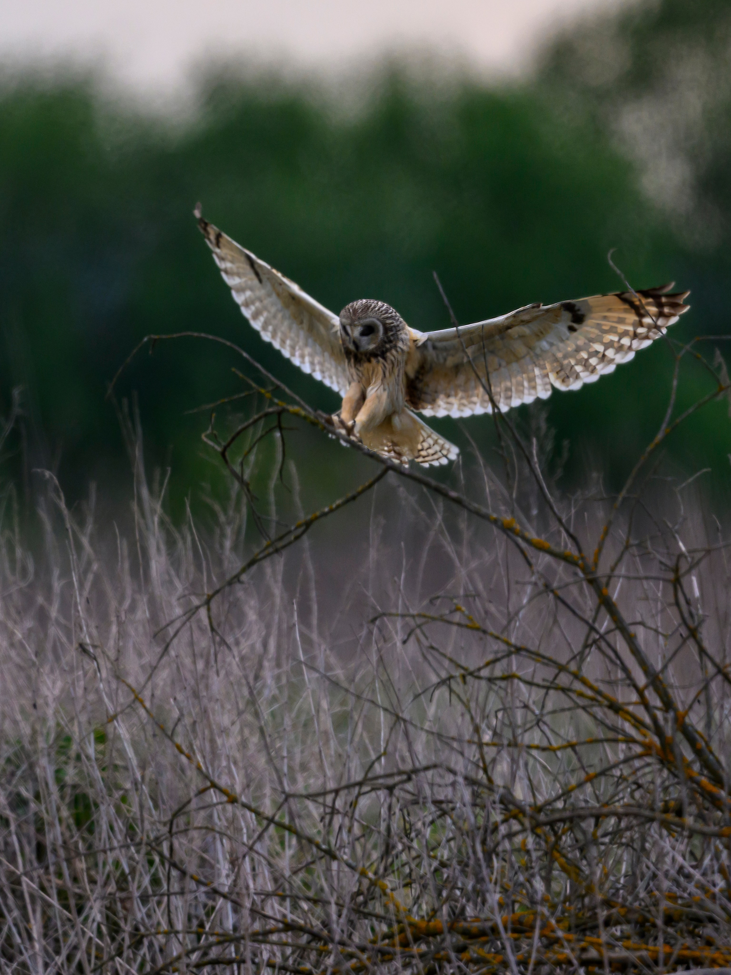 Охота сов и схватка с лунем. Фотограф Сергей Пупонин
