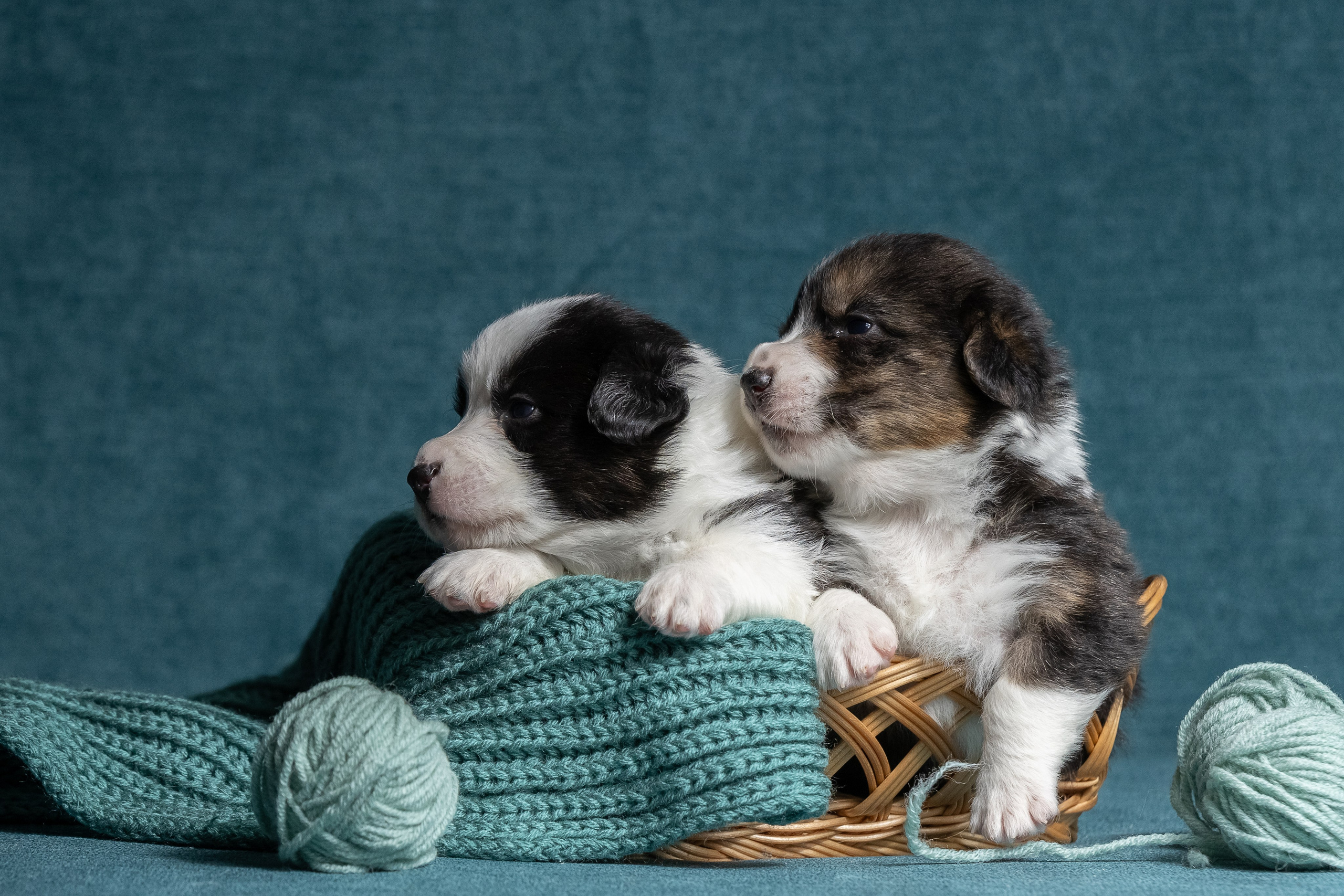 Купить щенка вельш корги кардиган из питомника Ice Fantasy. Купить щенка Вельш-корги-кардиган в семейном питомнике — Ice Fantasy