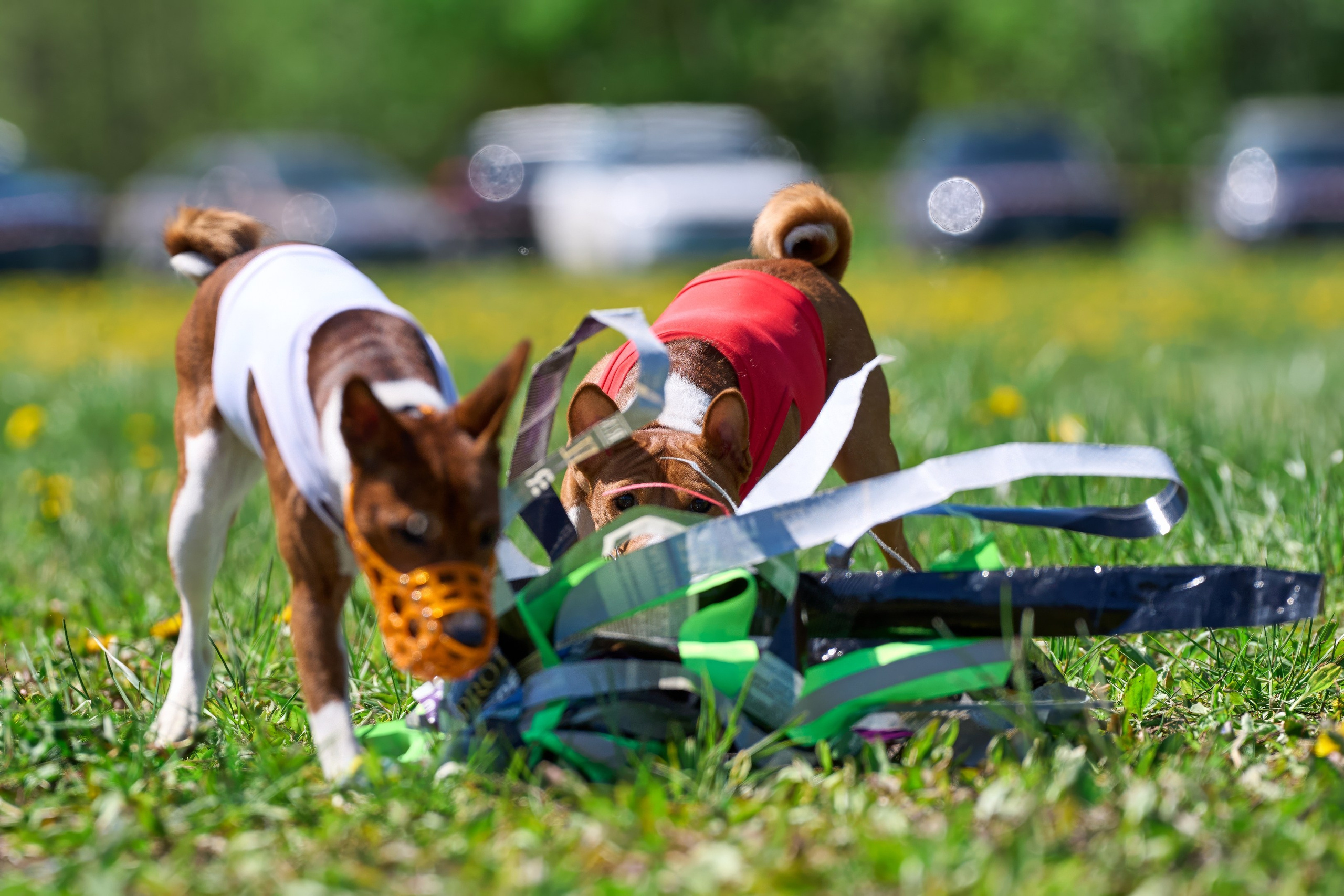 Квалификация по курсингу Донино. Фотограф-анималист Михаил Манухин