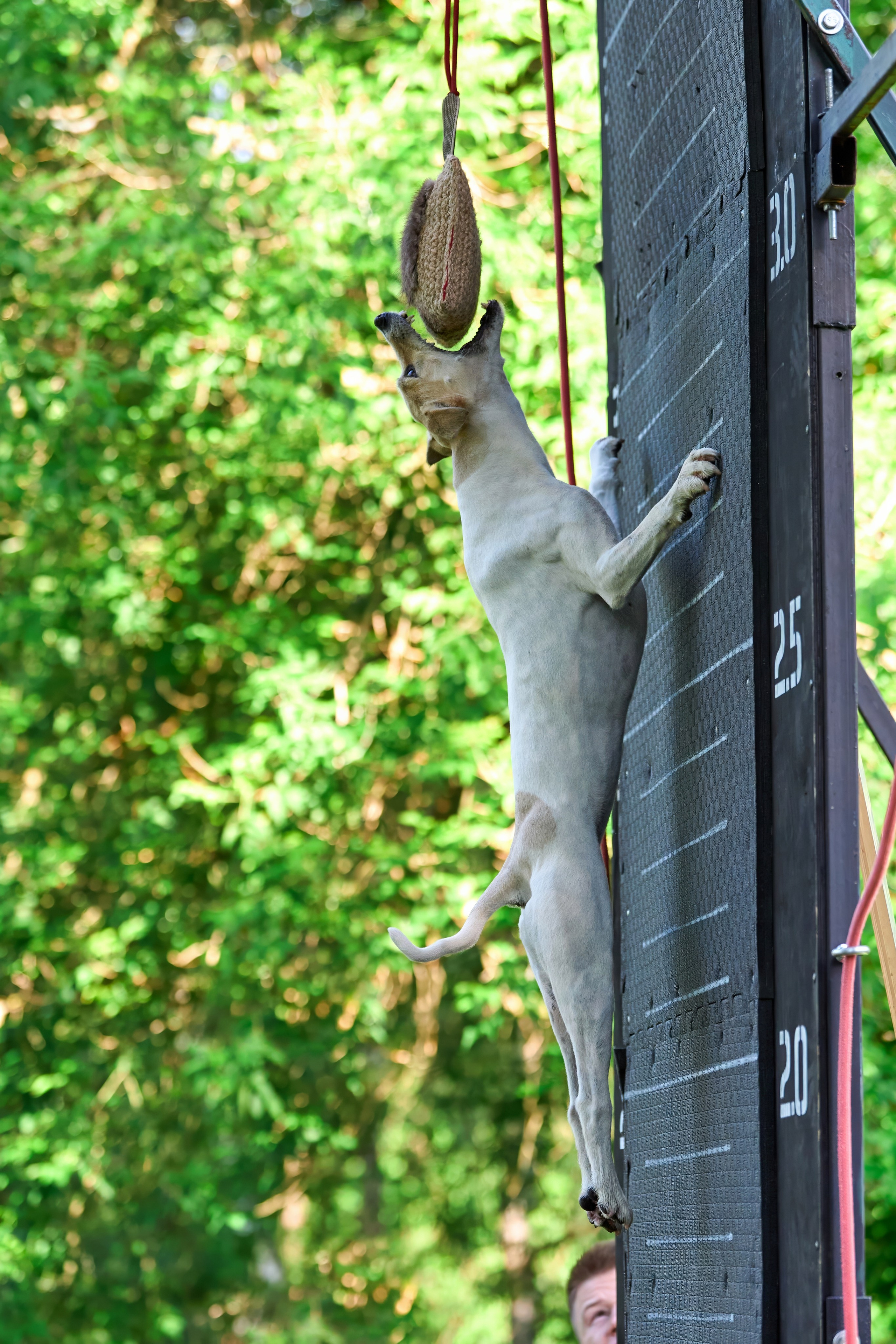 Двухдневные соревнования «Jump'n'Gym Fest — 2024». Фотограф-анималист Михаил Манухин
