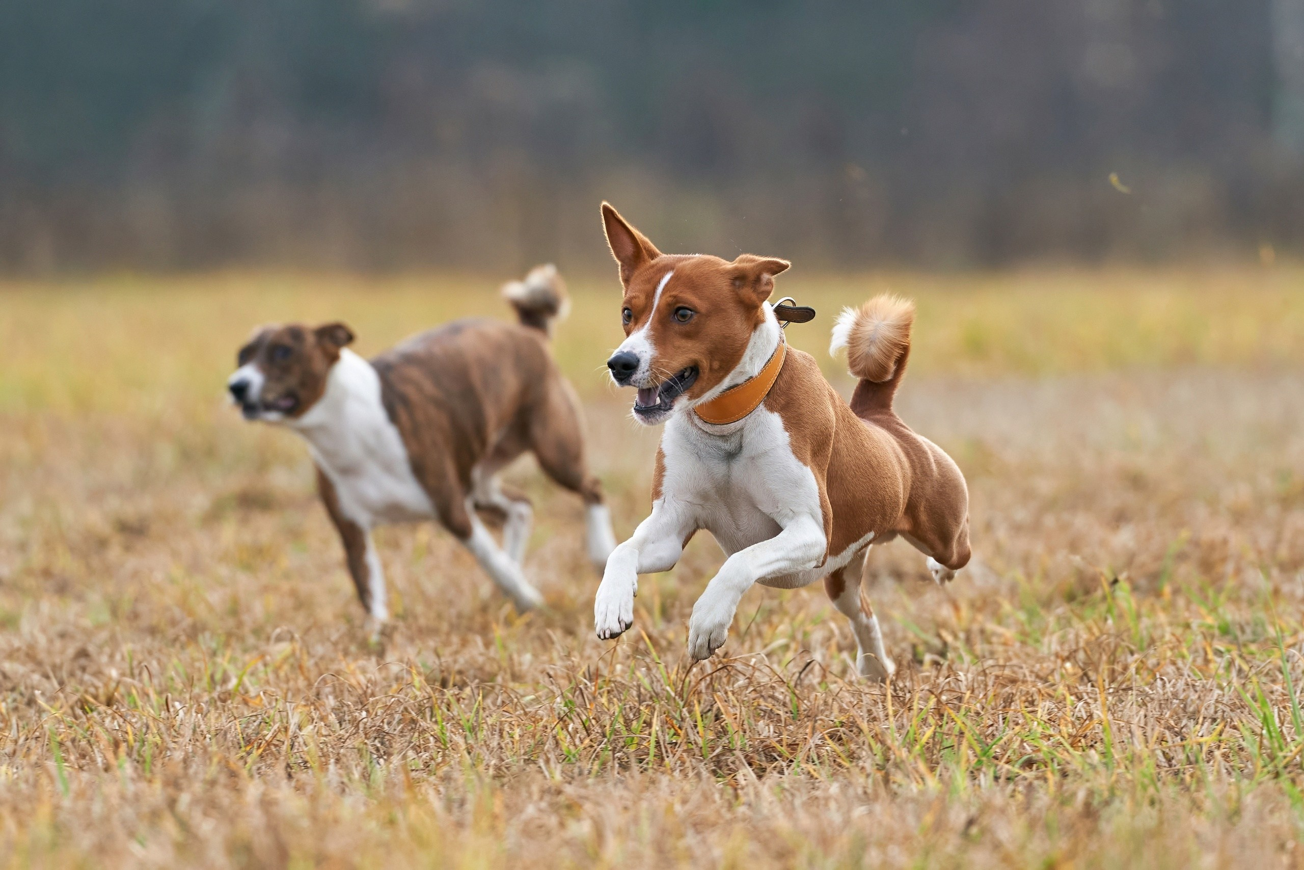 Состязания свор «Тройки». Фотограф-анималист Михаил Манухин