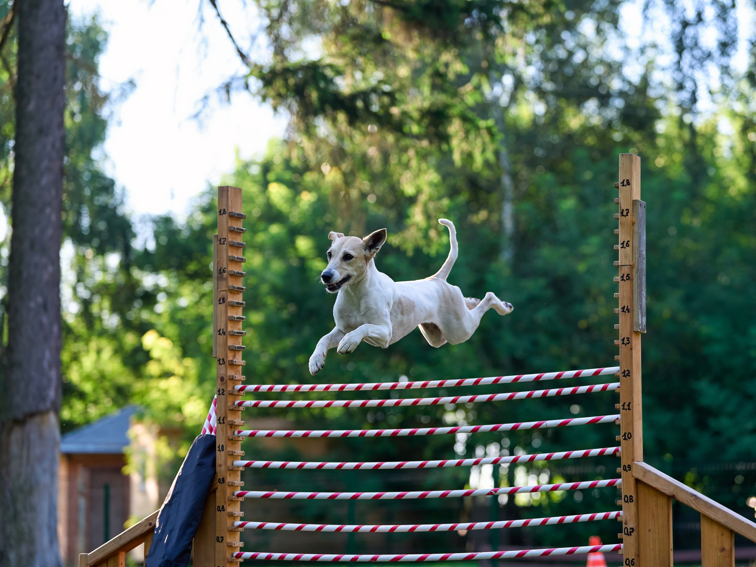 Jump'n'Gym JUMP! — 2024. Фотограф-анималист Михаил Манухин