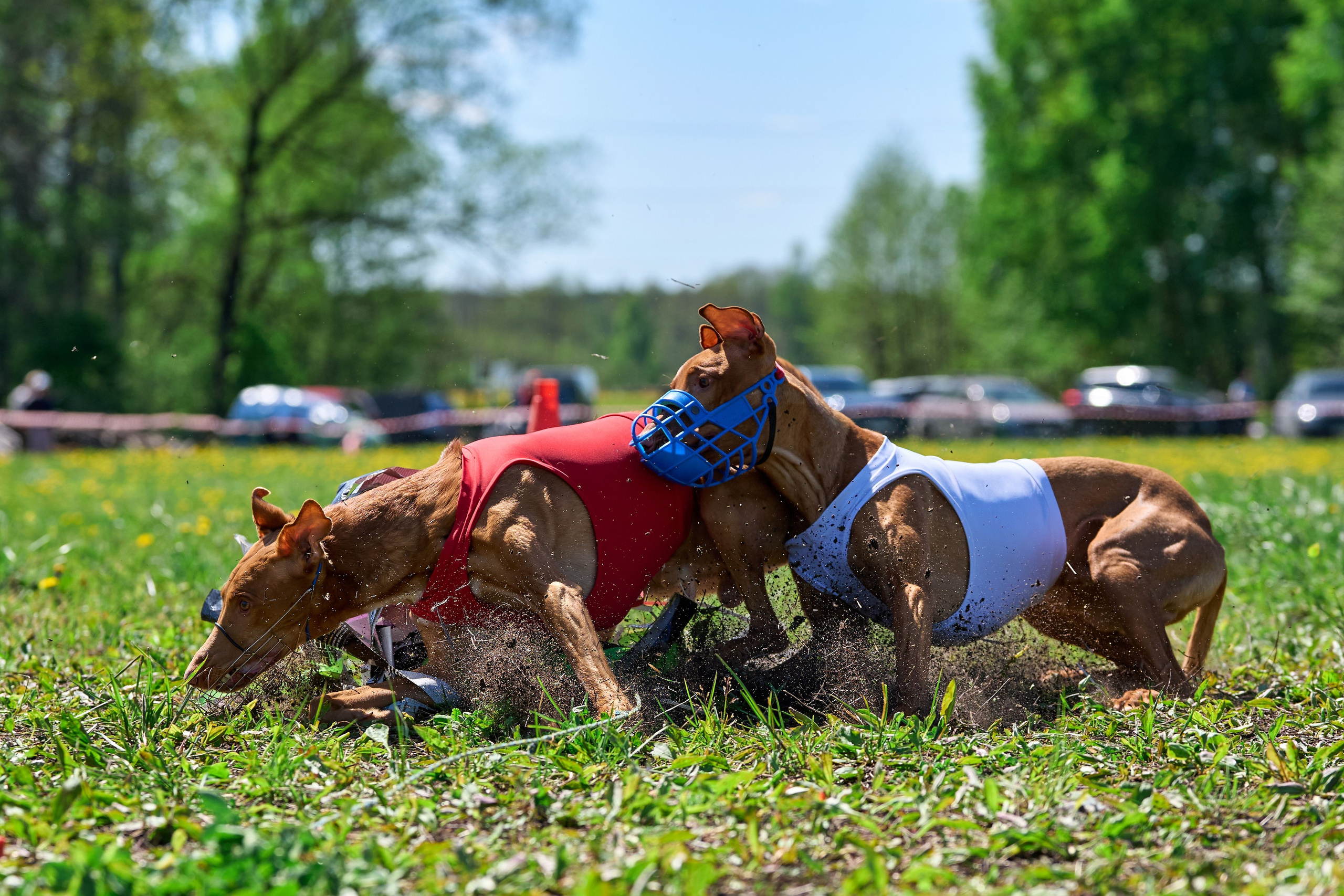 Квалификация по курсингу Донино. Фотограф-анималист Михаил Манухин
