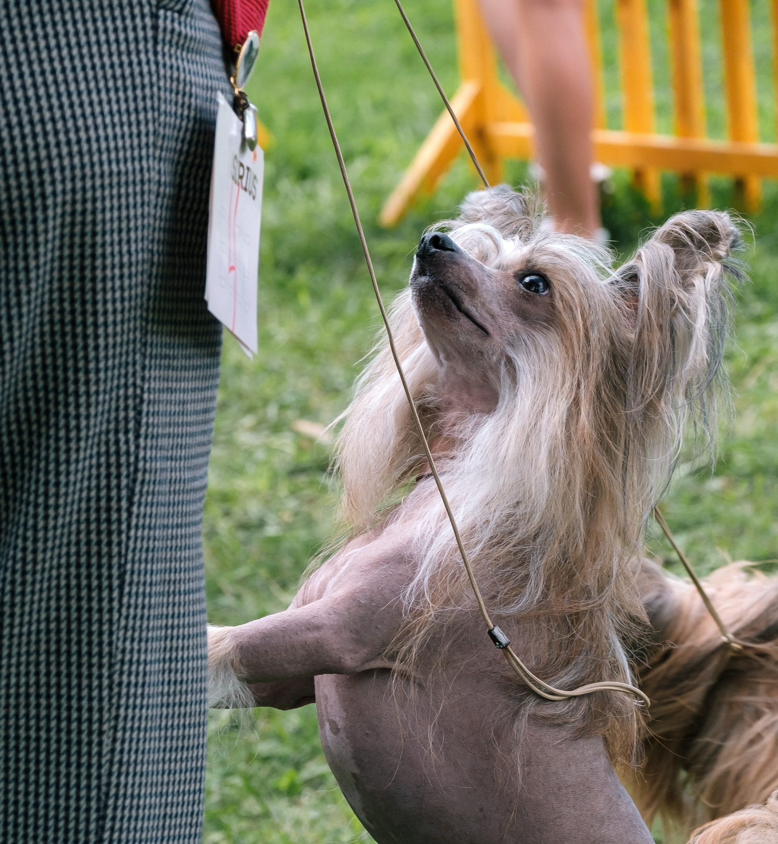 Poale Ell Chester. Питомник китайских хохлатых собак Poale Ell: купить щенка