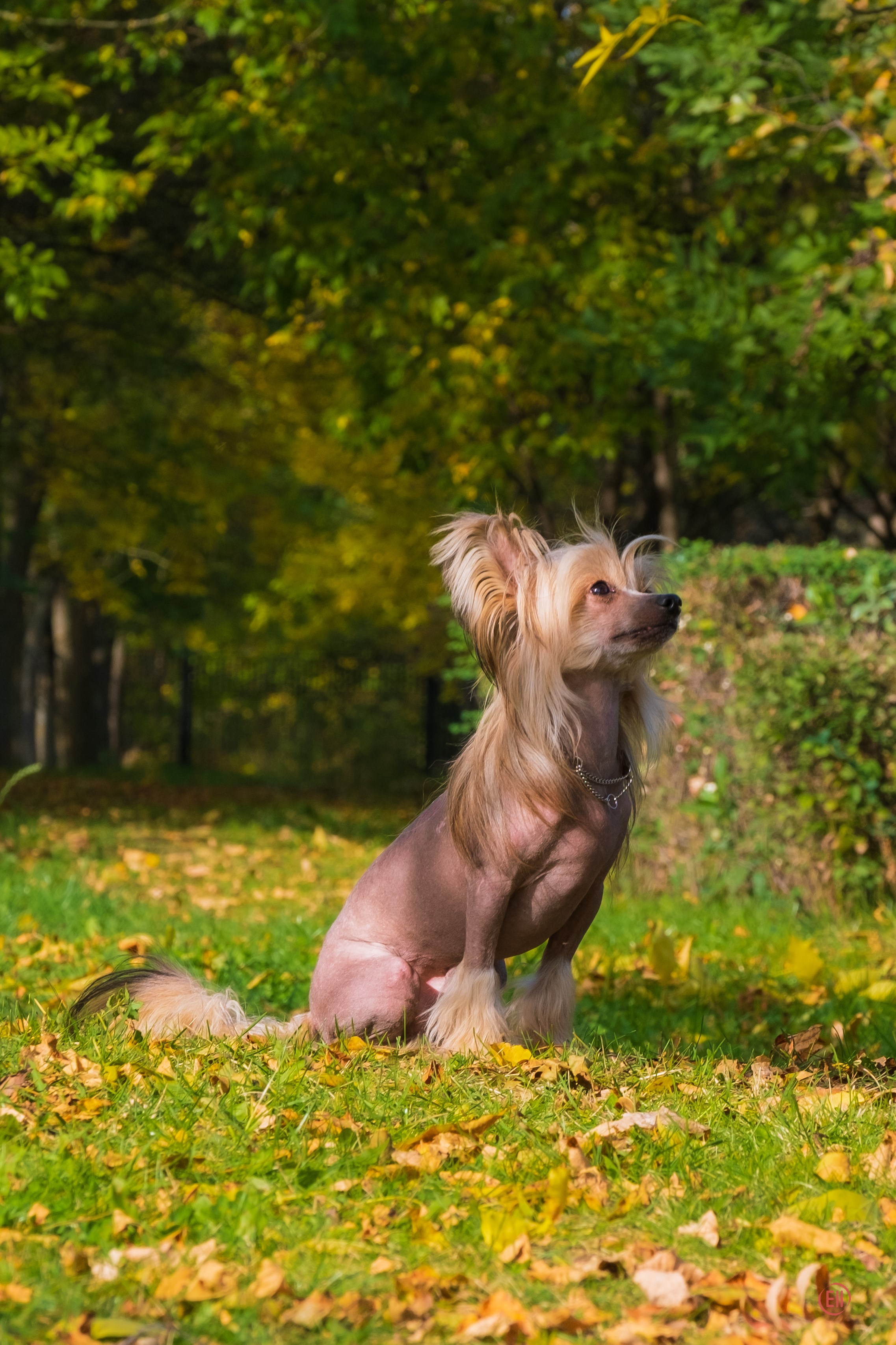 On a walk. Chinese Crested Dog Kennel Poale Ell