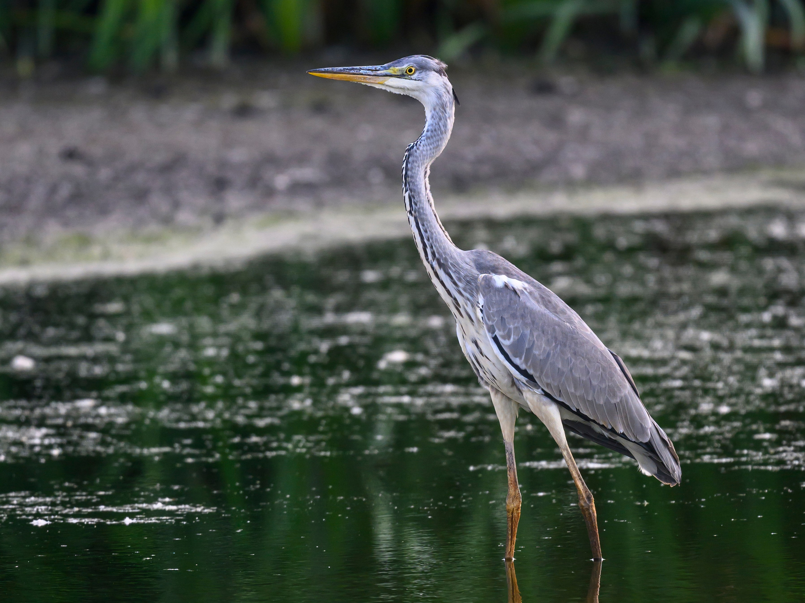 Рыбалка цапли. Fishing of the Heron. Фотограф Сергей Пупонин