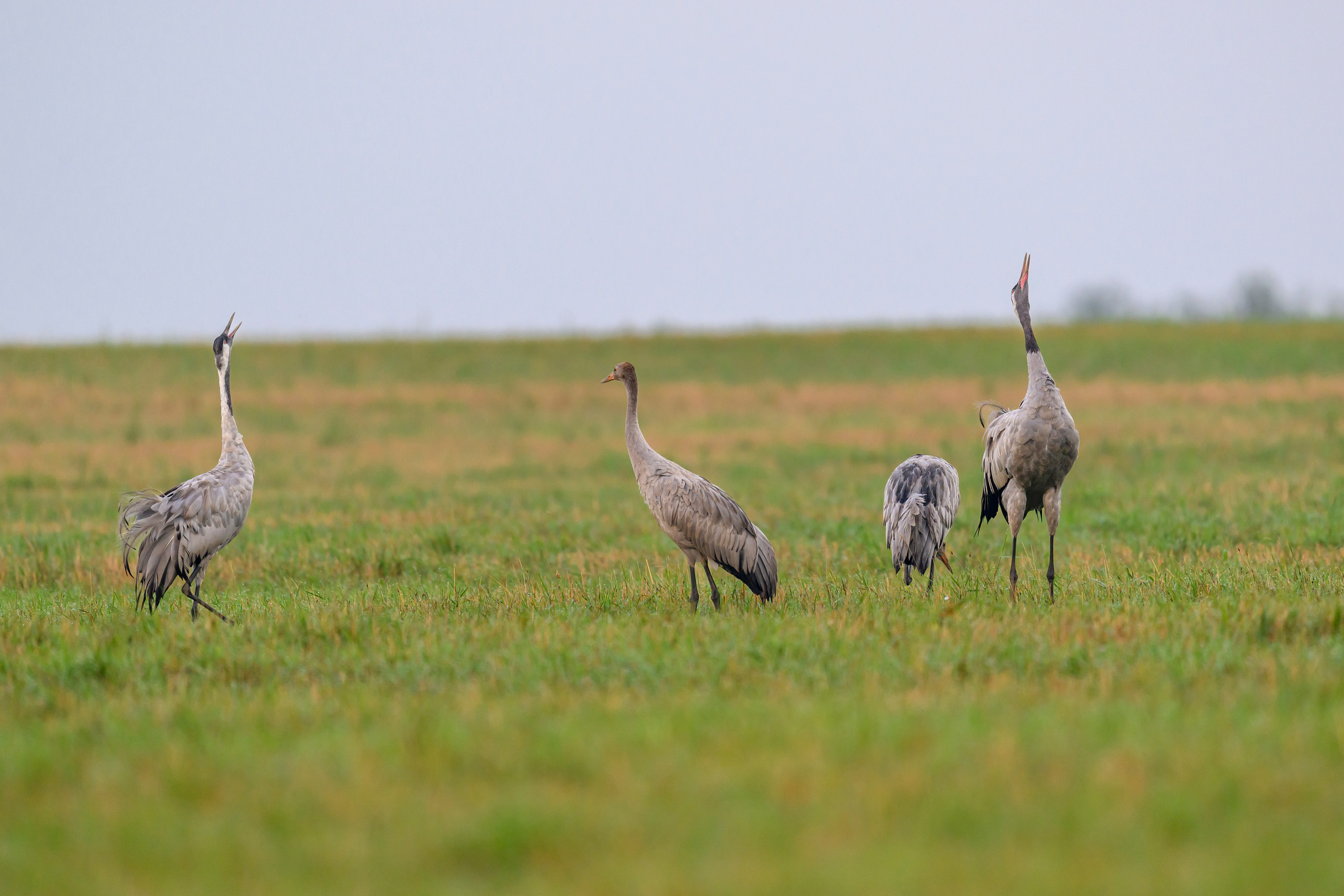 Серый журавль. Фотограф Сергей Пупонин