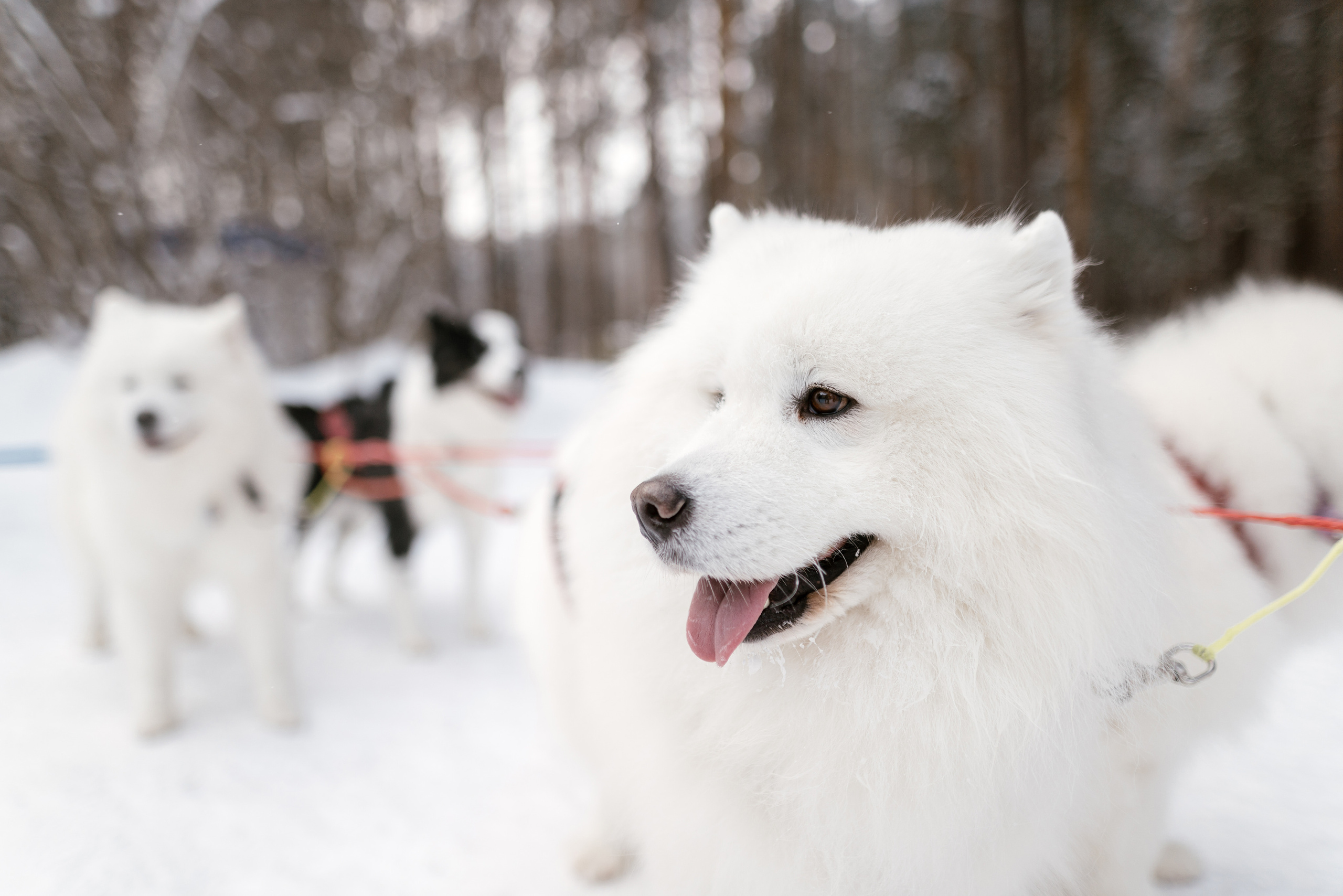 10.12.2021. Фотограф Томск, Новосибирск Влад Свириденко
