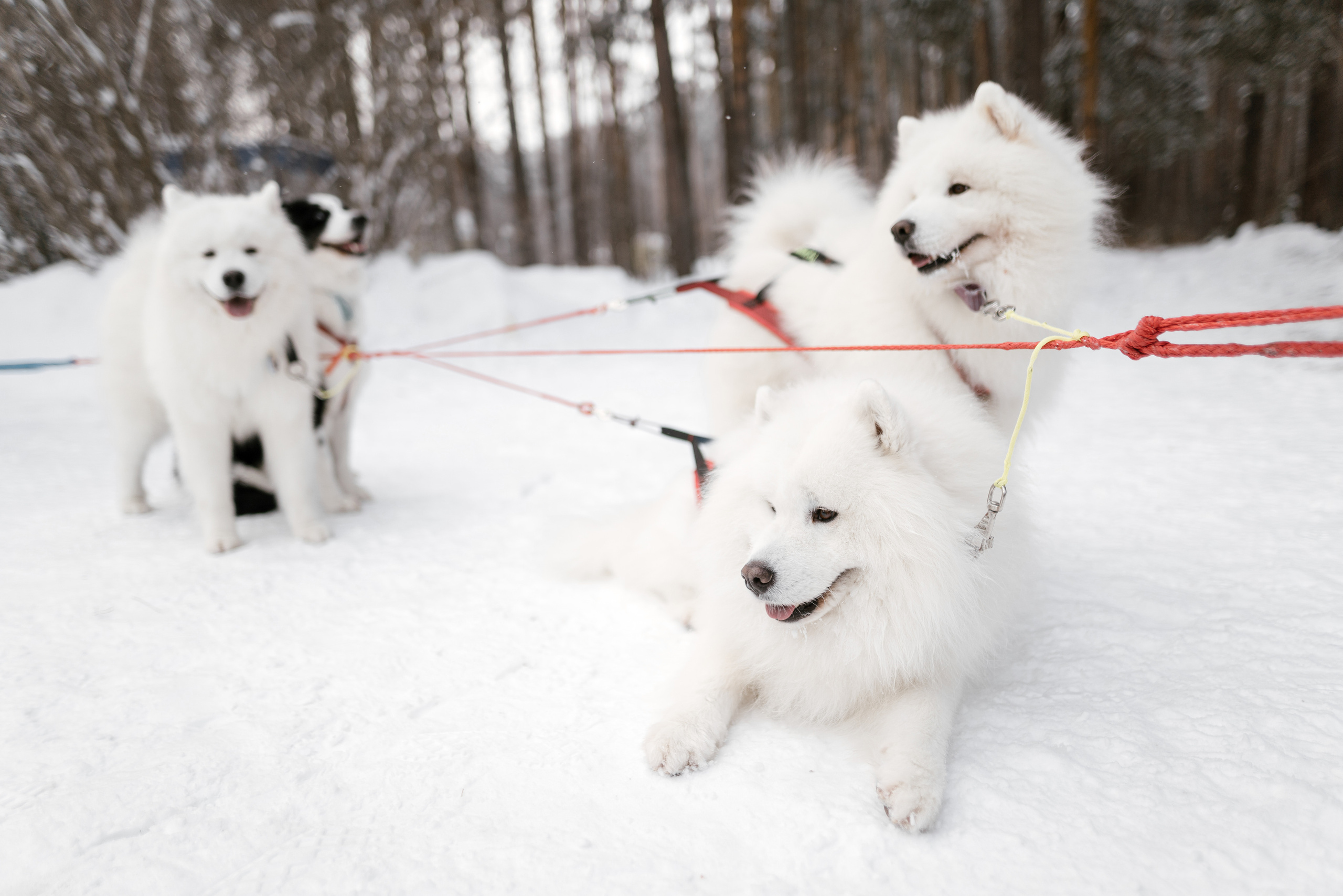 10.12.2021. Фотограф Томск, Новосибирск Влад Свириденко