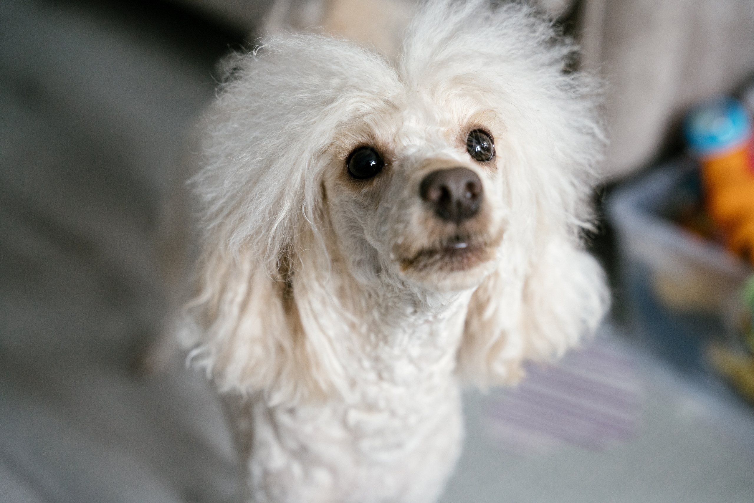 19.12.2021 Family. Фотограф Томск, Новосибирск Влад Свириденко