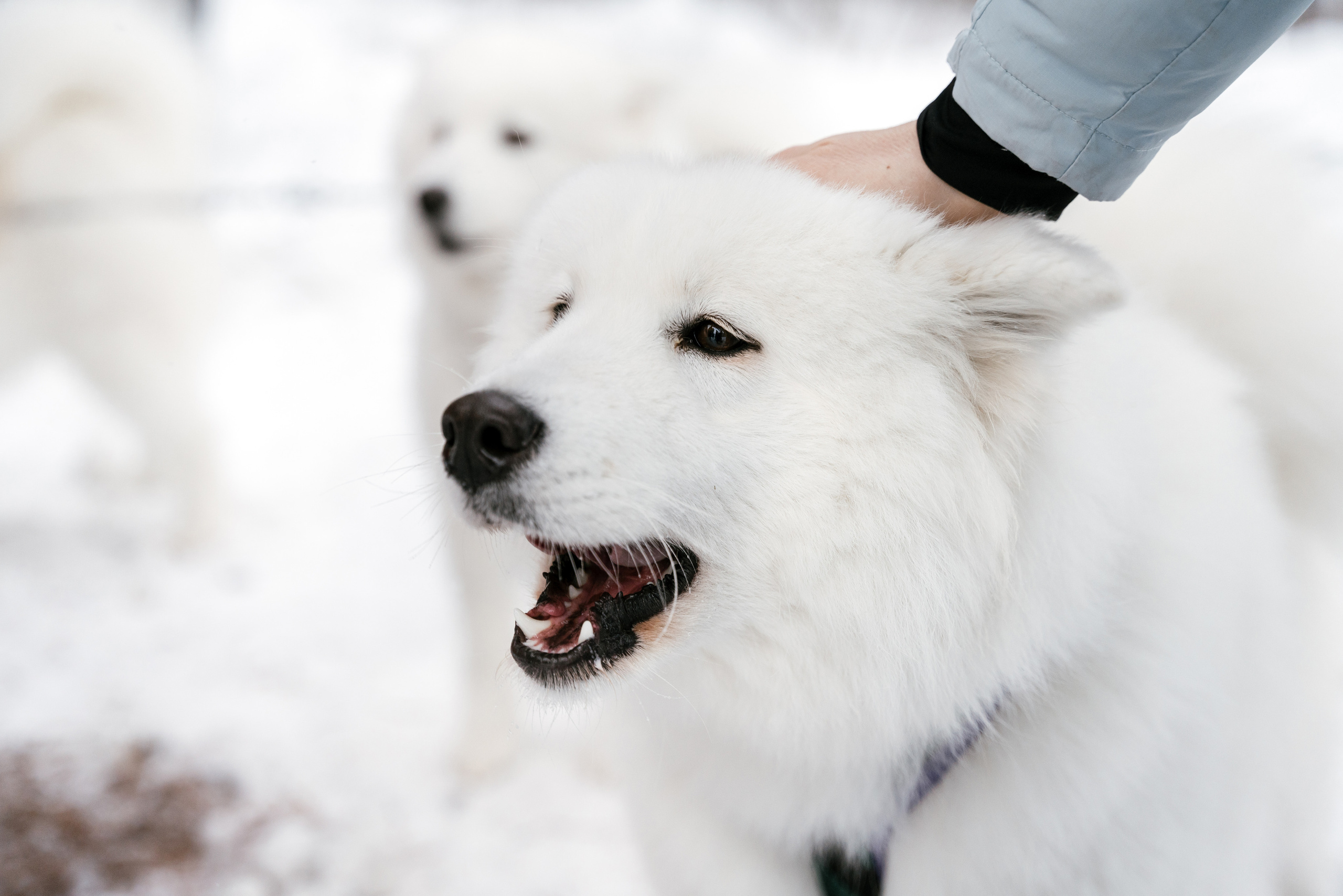 10.12.2021. Фотограф Томск, Новосибирск Влад Свириденко