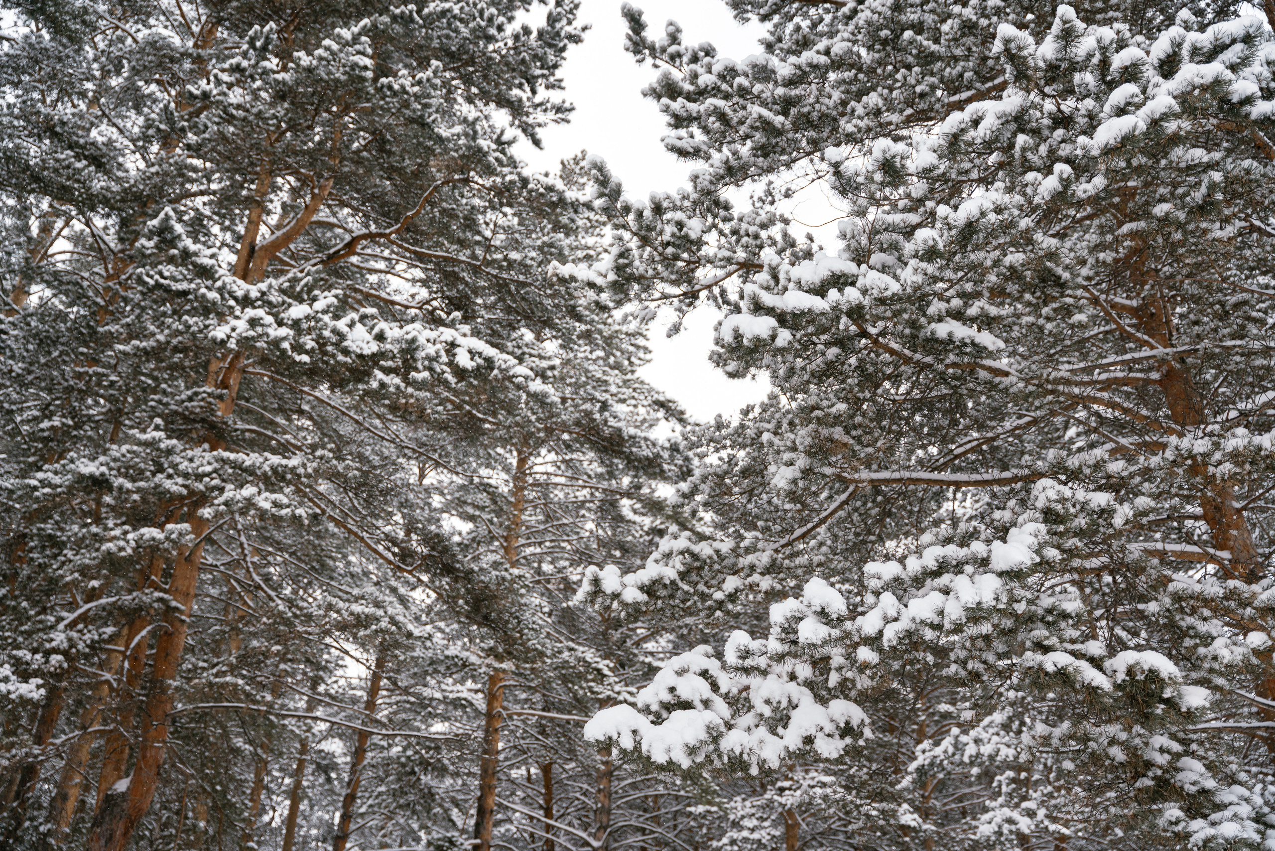 10.12.2021. Фотограф Томск, Новосибирск Влад Свириденко