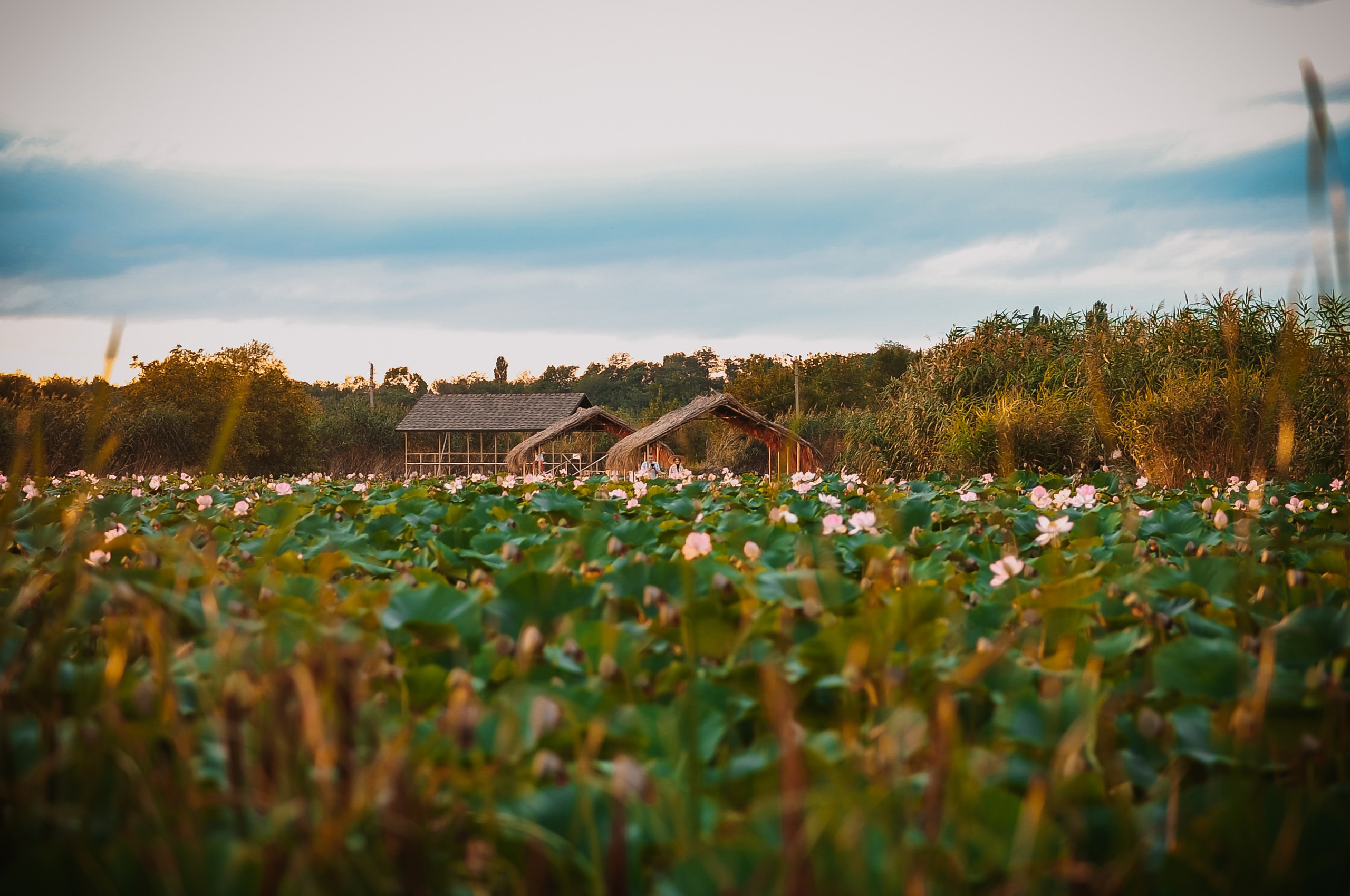 Лотосы. Свадебный фотограф и видеограф в городе Армавир Katerina Arts