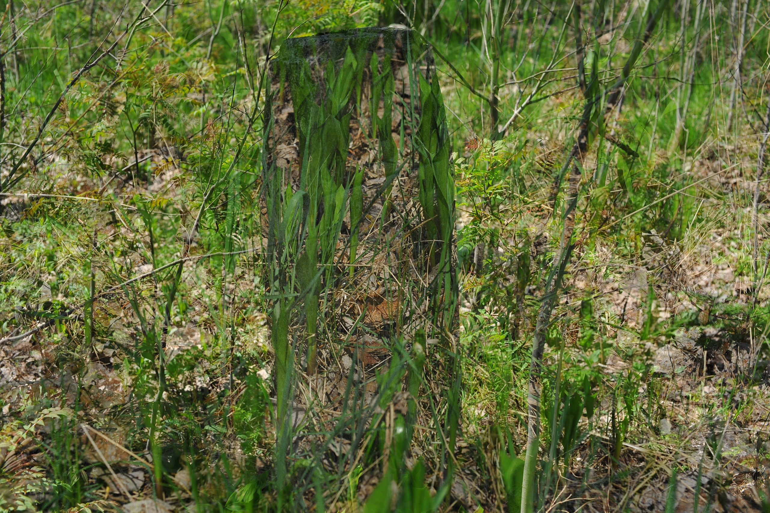 MEMENTO VITAE. Anastasia Segrenyova photography