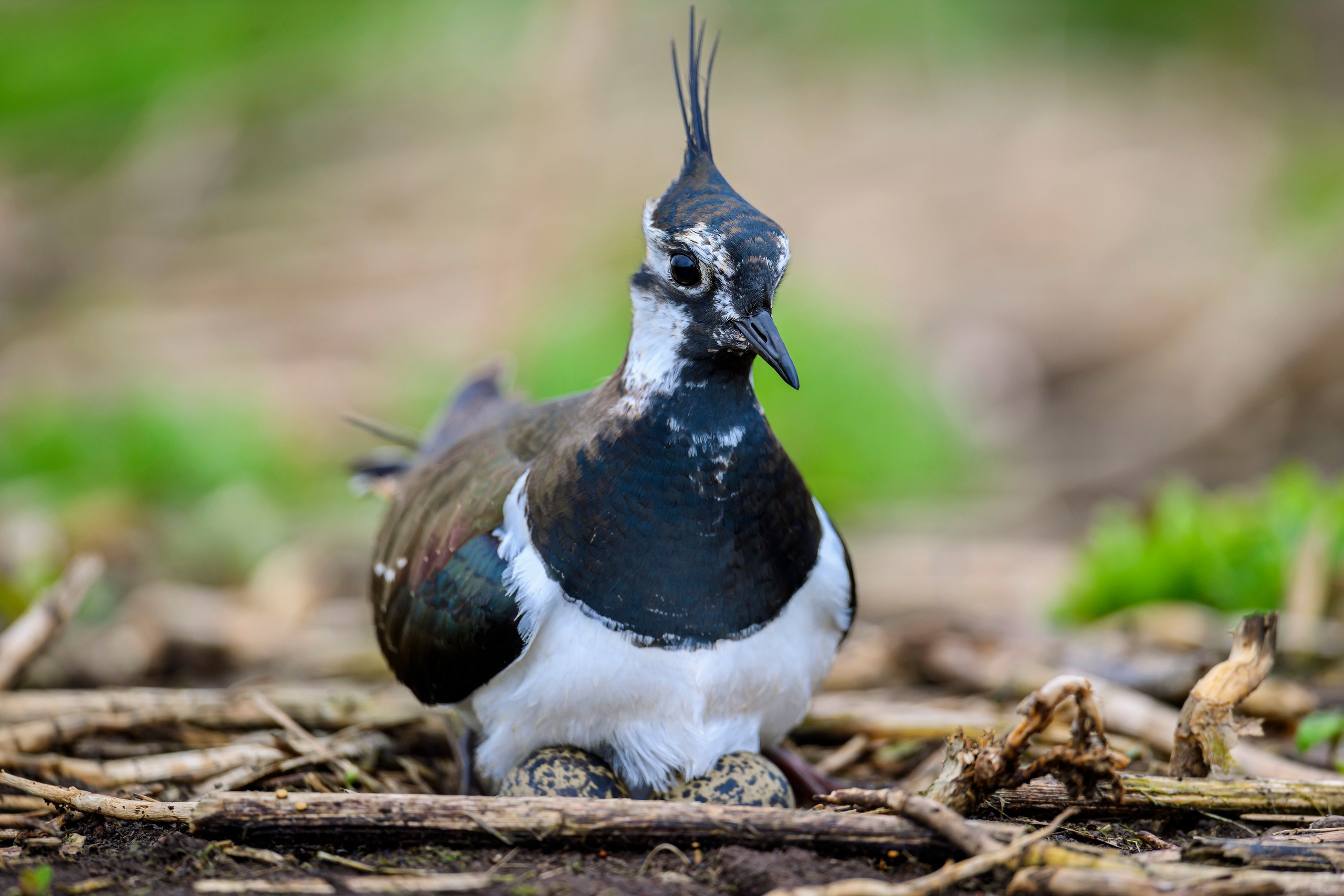 Секрет чибиса. Фотограф Сергей Пупонин