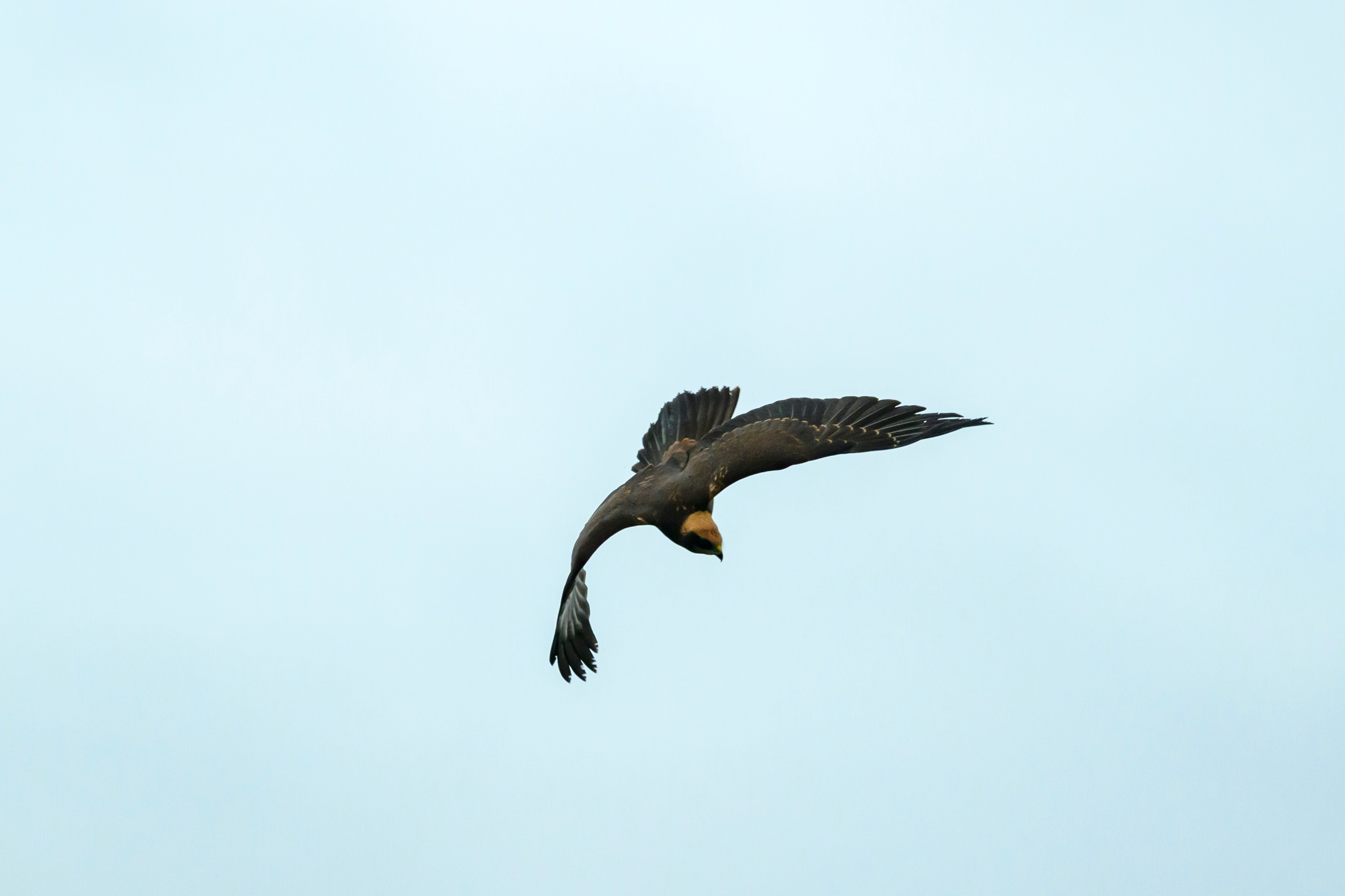 Сова и лунь. The Owl and the Harrier. Wildlife photography by Sergey Puponin