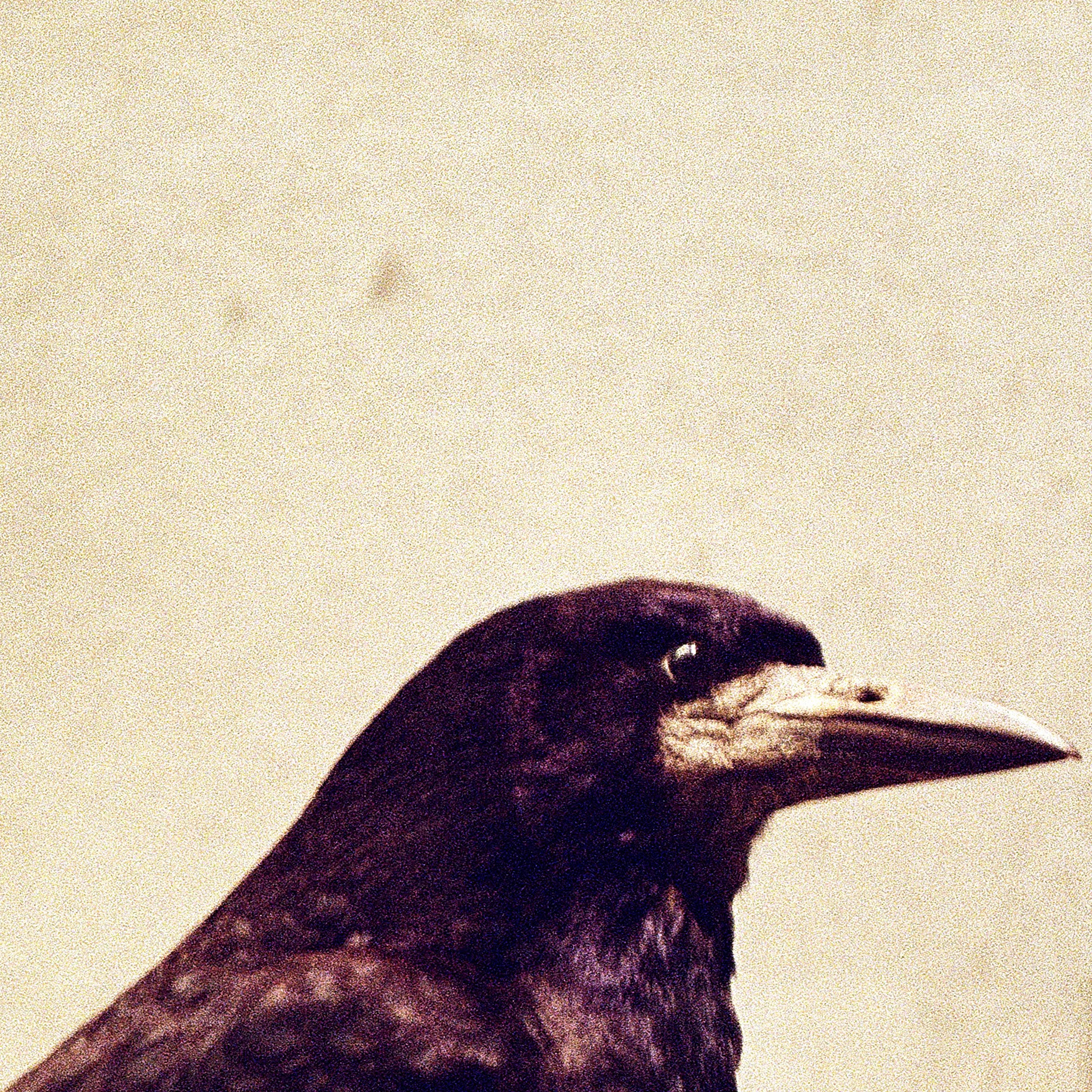 Пьюти-фьют. Игорь Скабелин