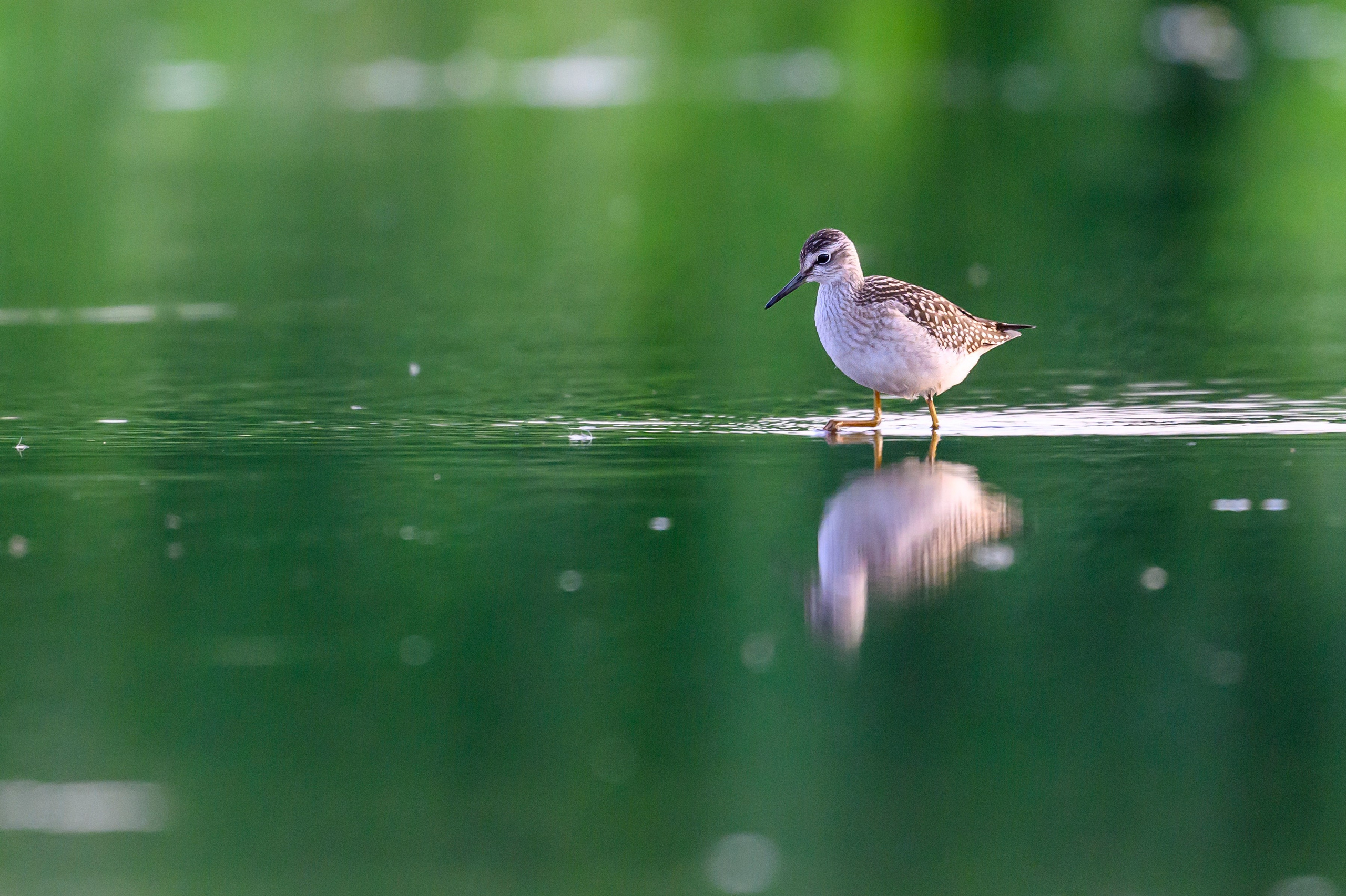 Веретенники, фифи и турухтаны. Godwits, Wood sandpipers and Ruffs. Фотограф Сергей Пупонин