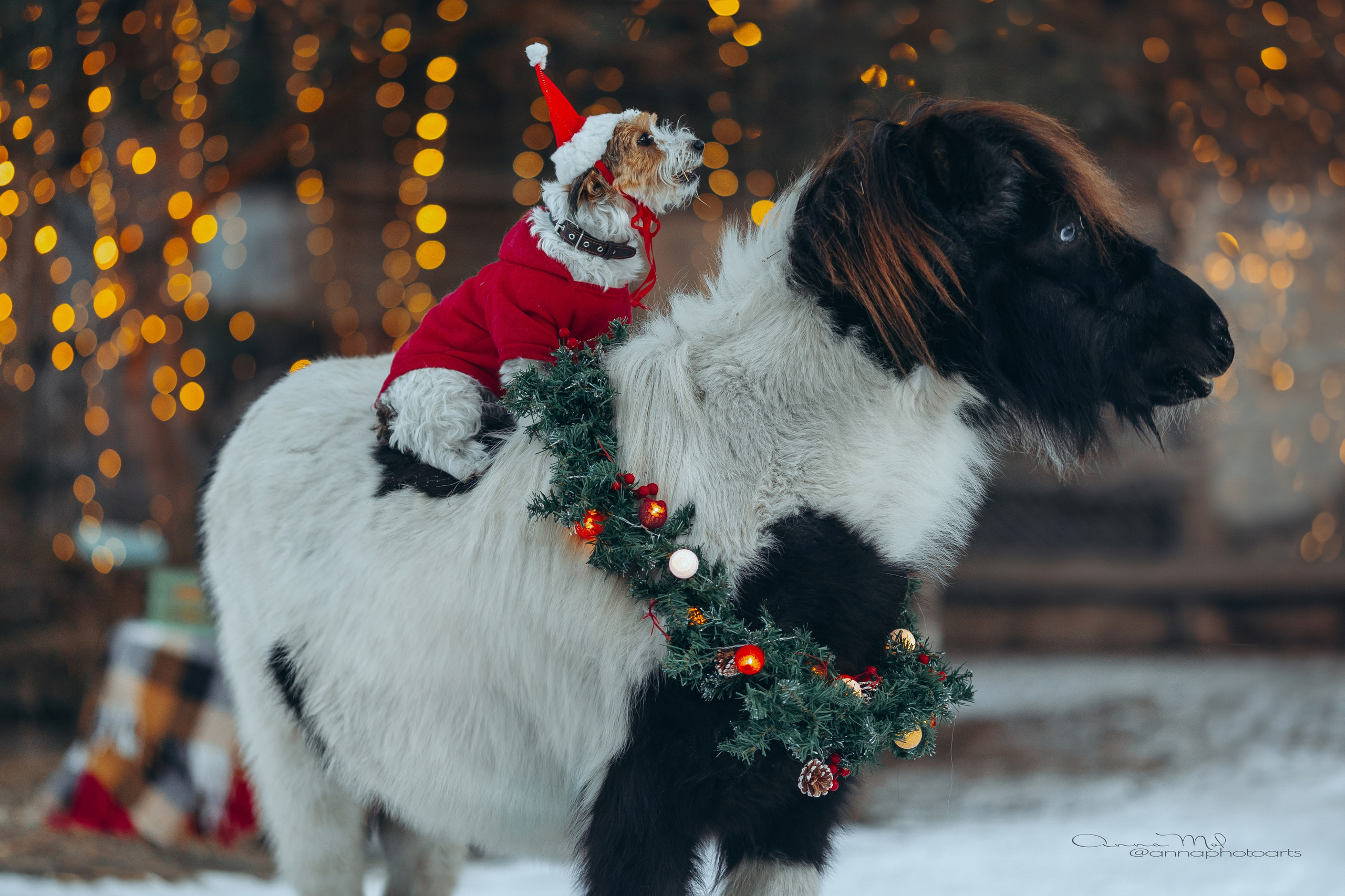 Тариф новогодний 2024. Анна Молчанова конный фотограф в Тюмени | фотосессии с лошадьми Тюмень