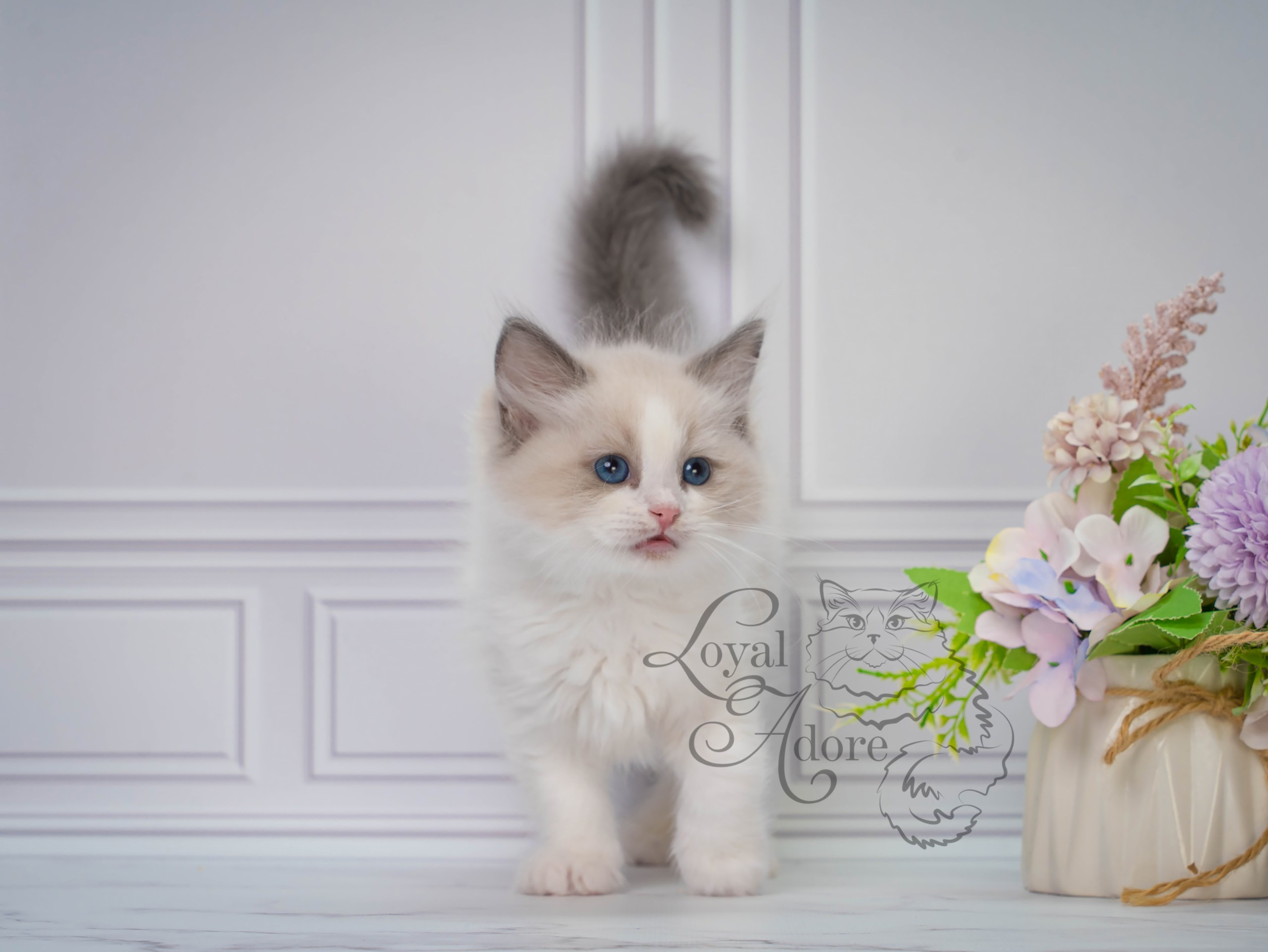 Все свободные котята. Питомник рэгдолл Loyal Adore