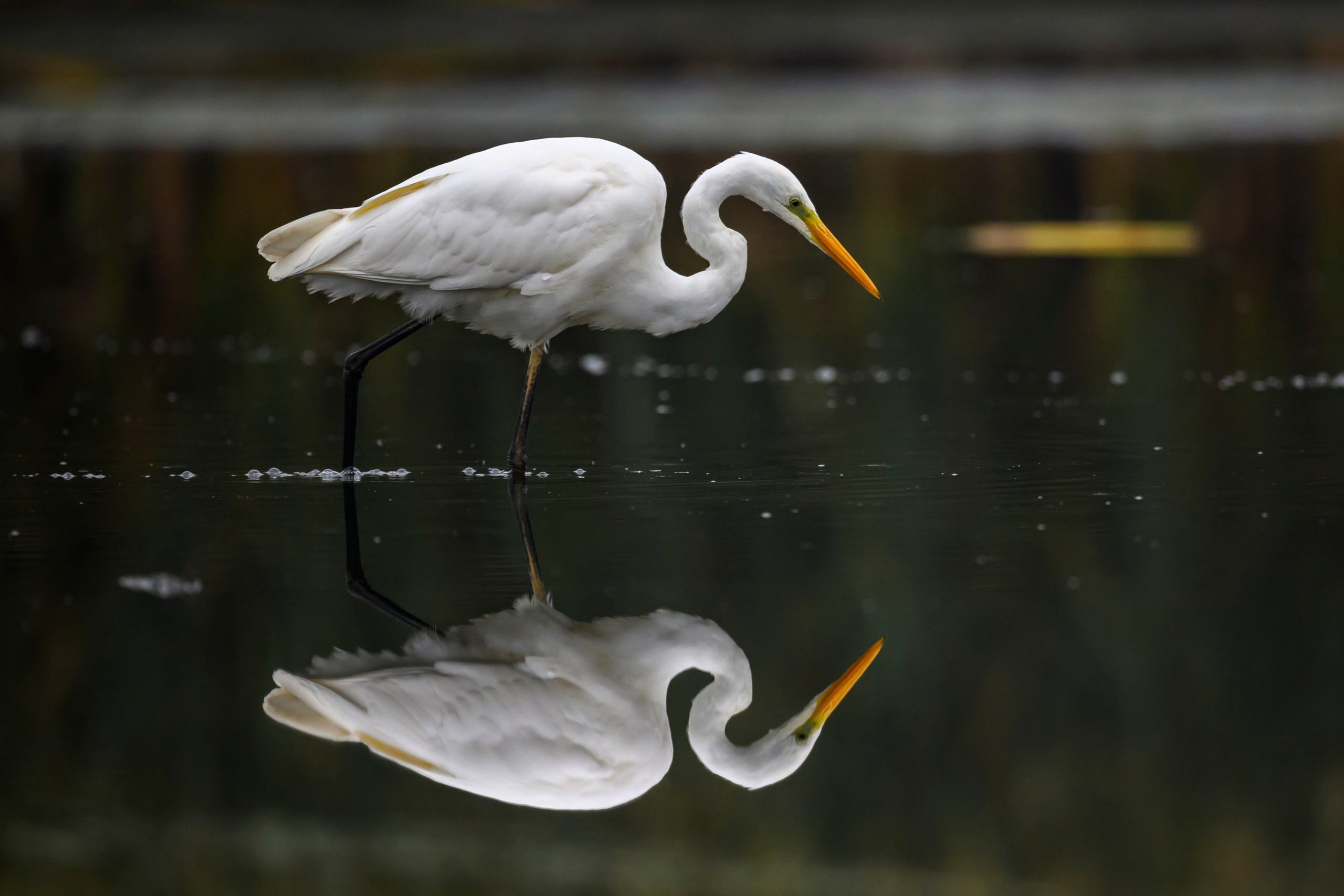 Цапли VIII. Фотограф Сергей Пупонин