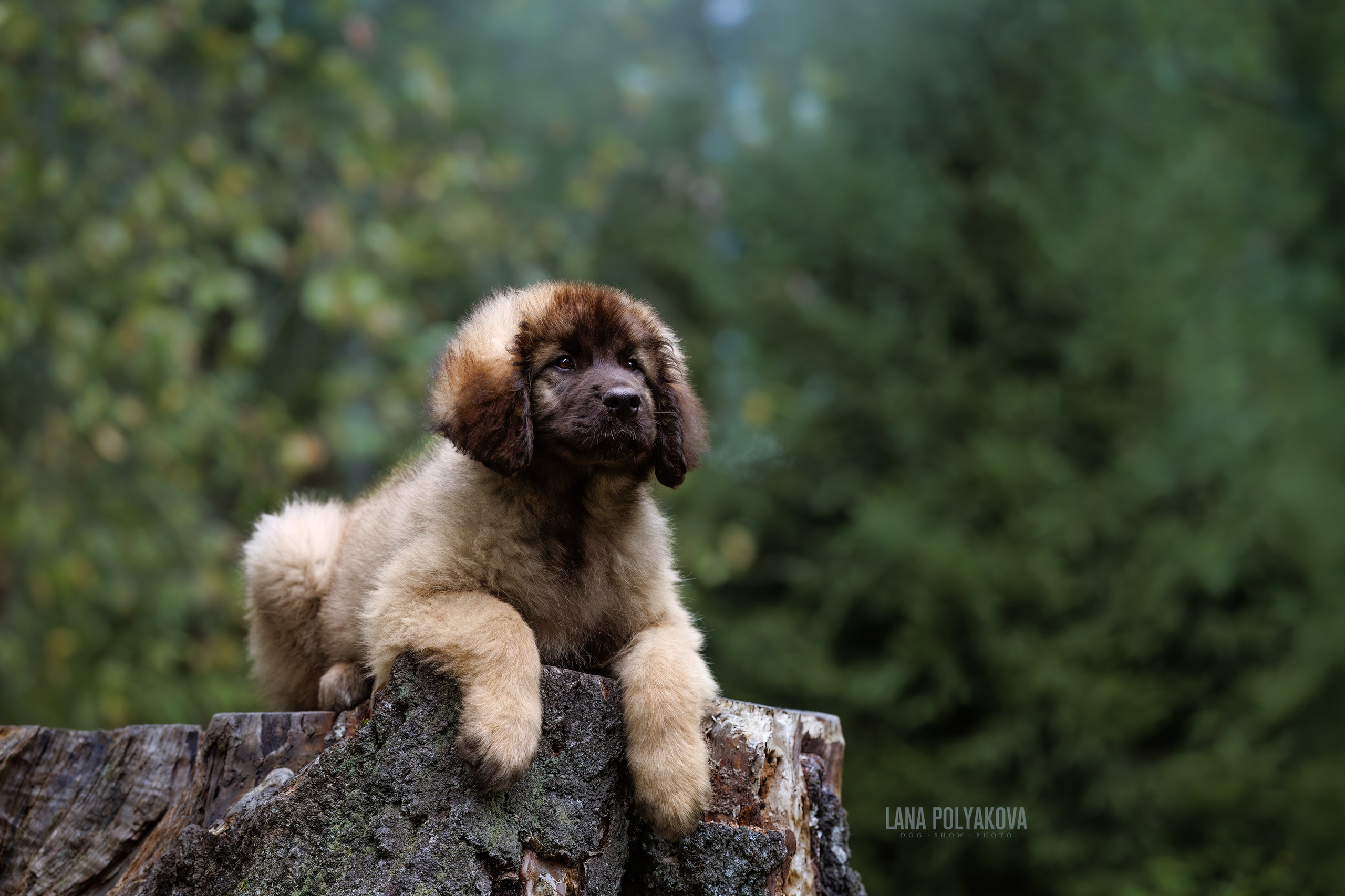 ФОТОСЪЕМКА ЩЕНКОВ НА ДОМУ. ФОТОГРАФ-АНИМАЛИСТ l LANA POLYAKOVA