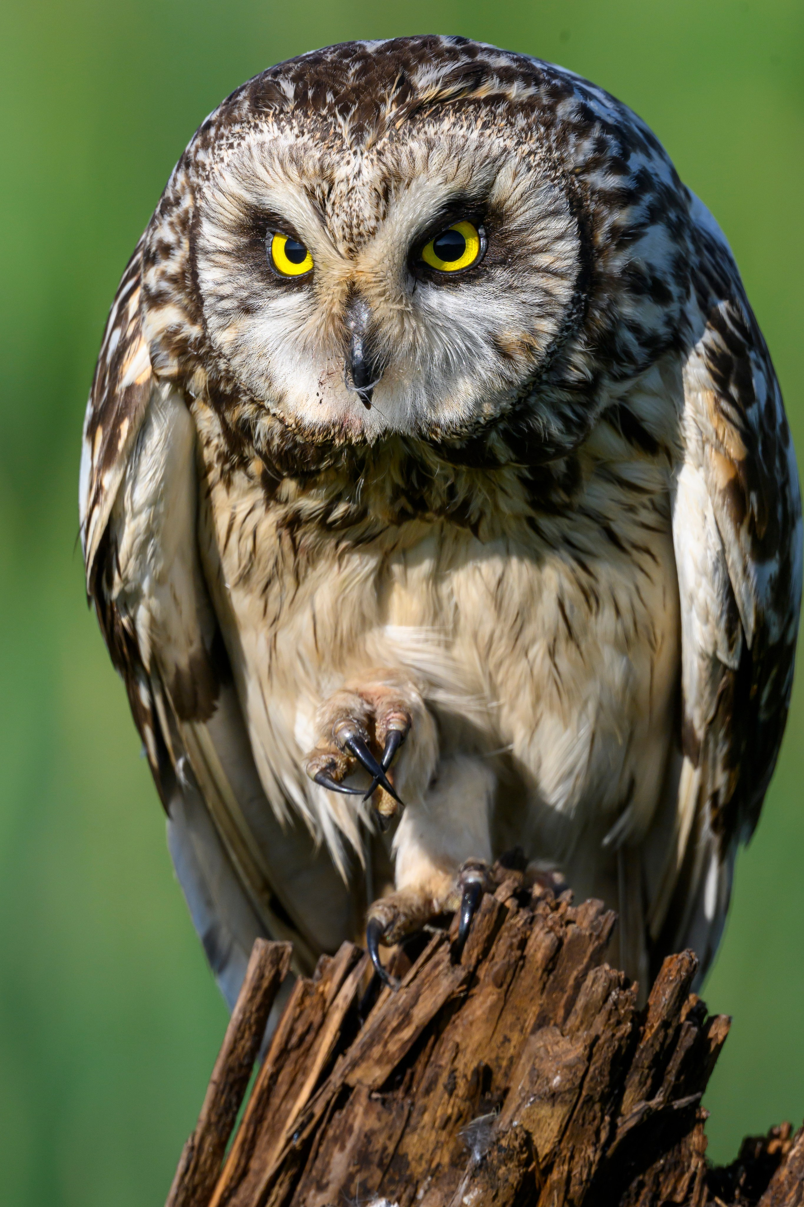 Портреты совы. Owl Portraits. Wildlife photography by Sergey Puponin
