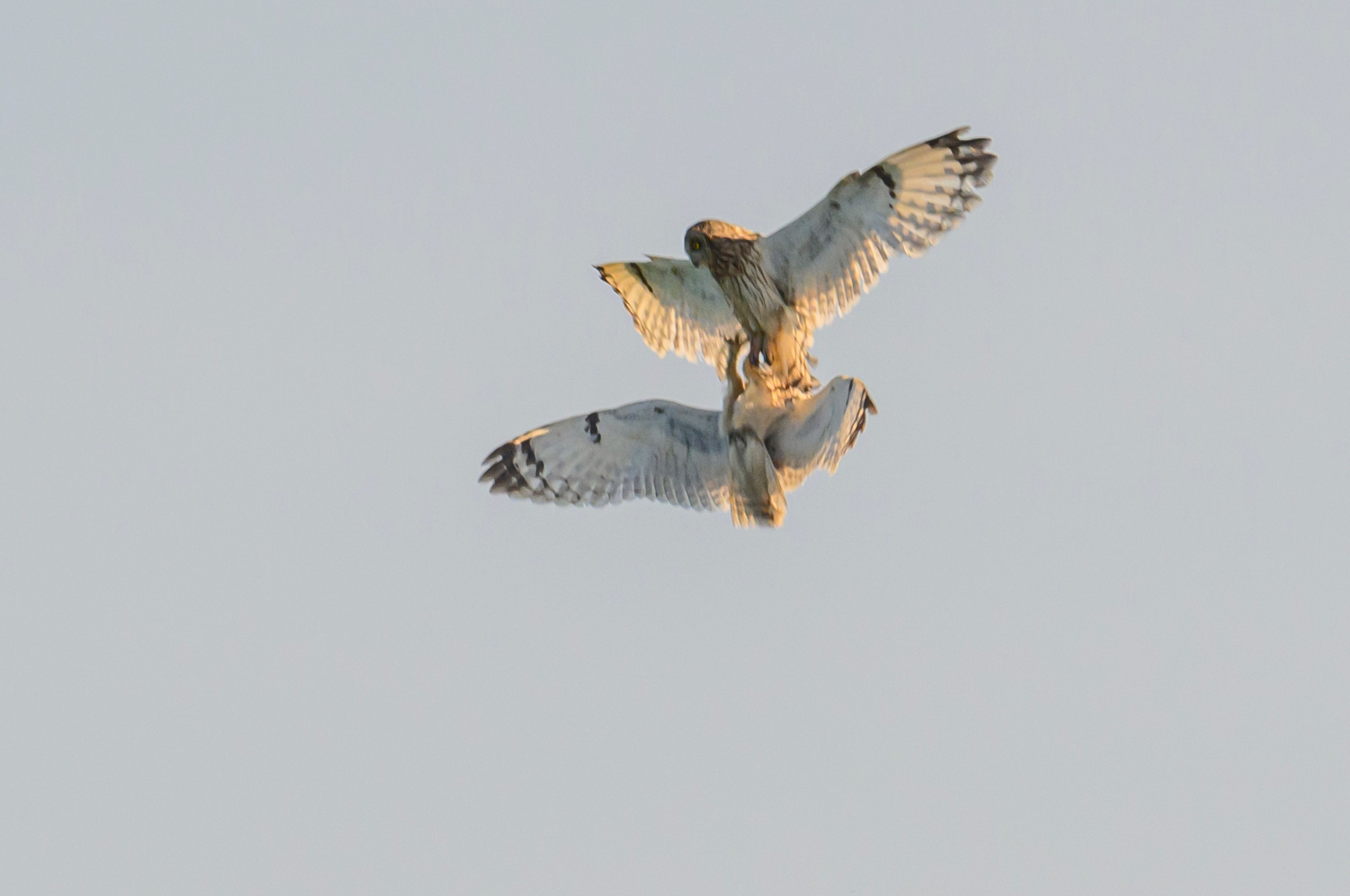 Битва сов и кормление совят. The Owl Battle and Feeding the Nestlings. Фотограф Сергей Пупонин