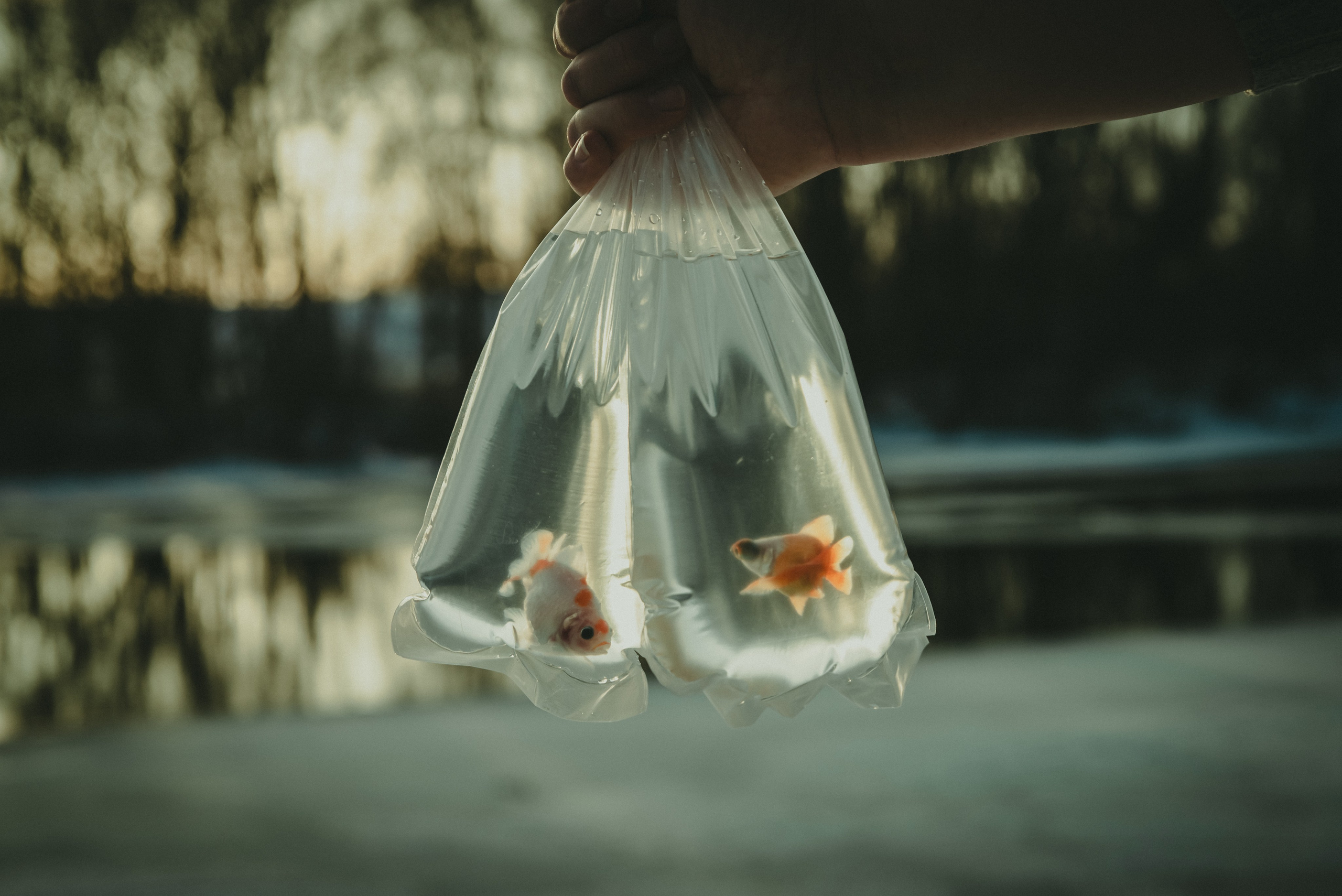 Уэнздей. Фотограф Крещение Венчание Москва