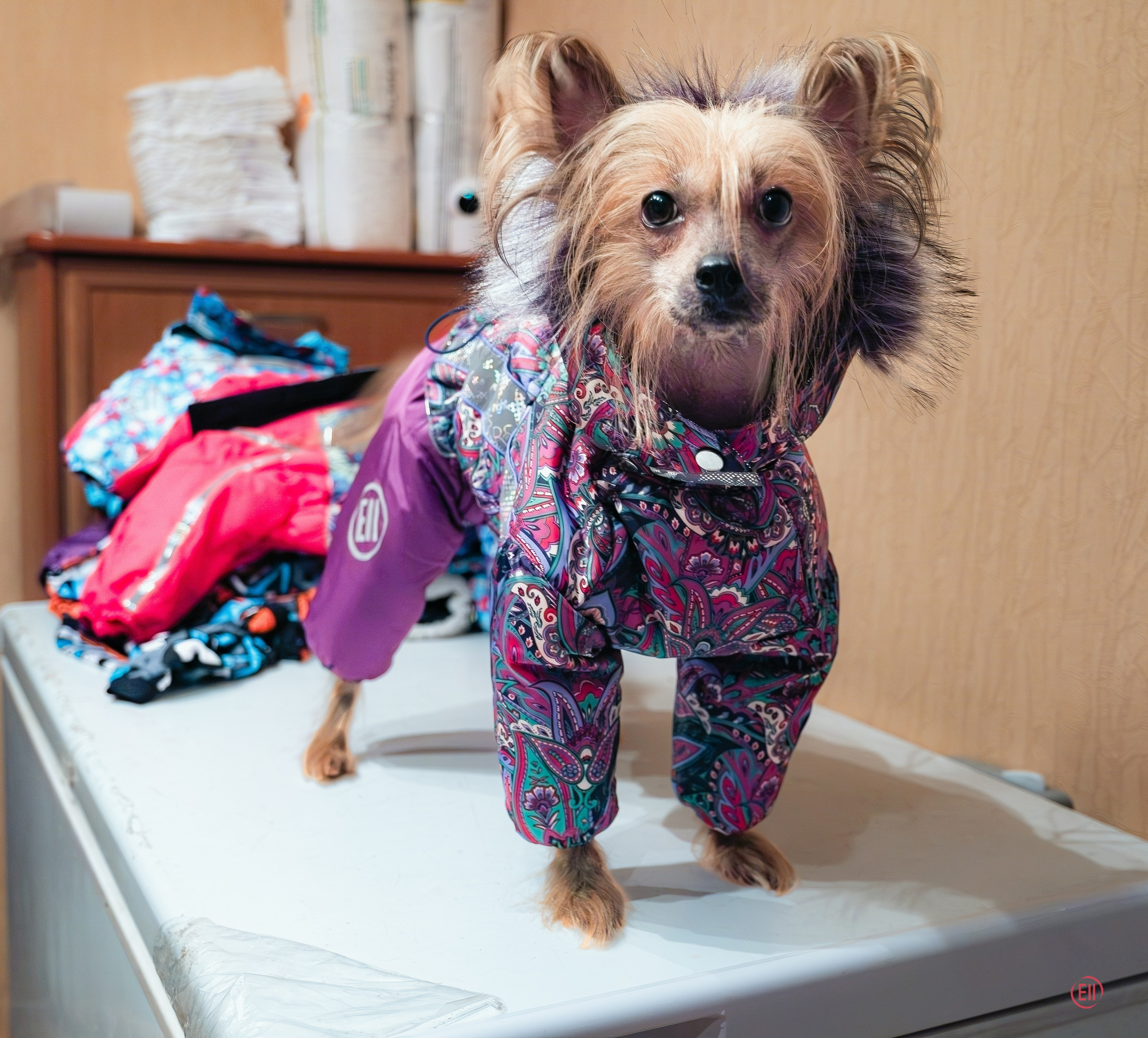 Grace goes shopping for clothes. Chinese Crested Dog Kennel Poale Ell