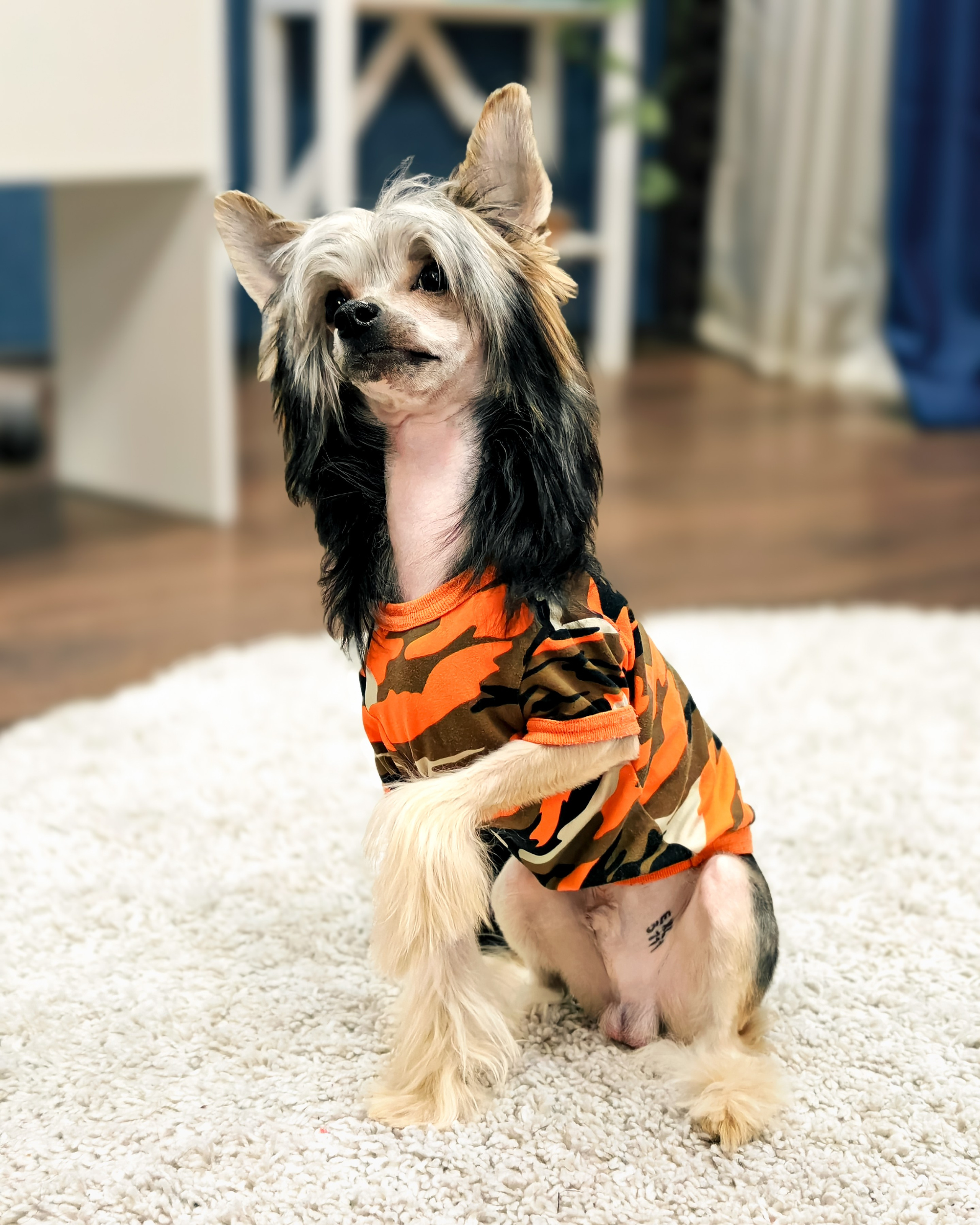 Фотосессия. Привет от Франклина!. Питомник китайских хохлатых собак Poale Ell: купить щенка