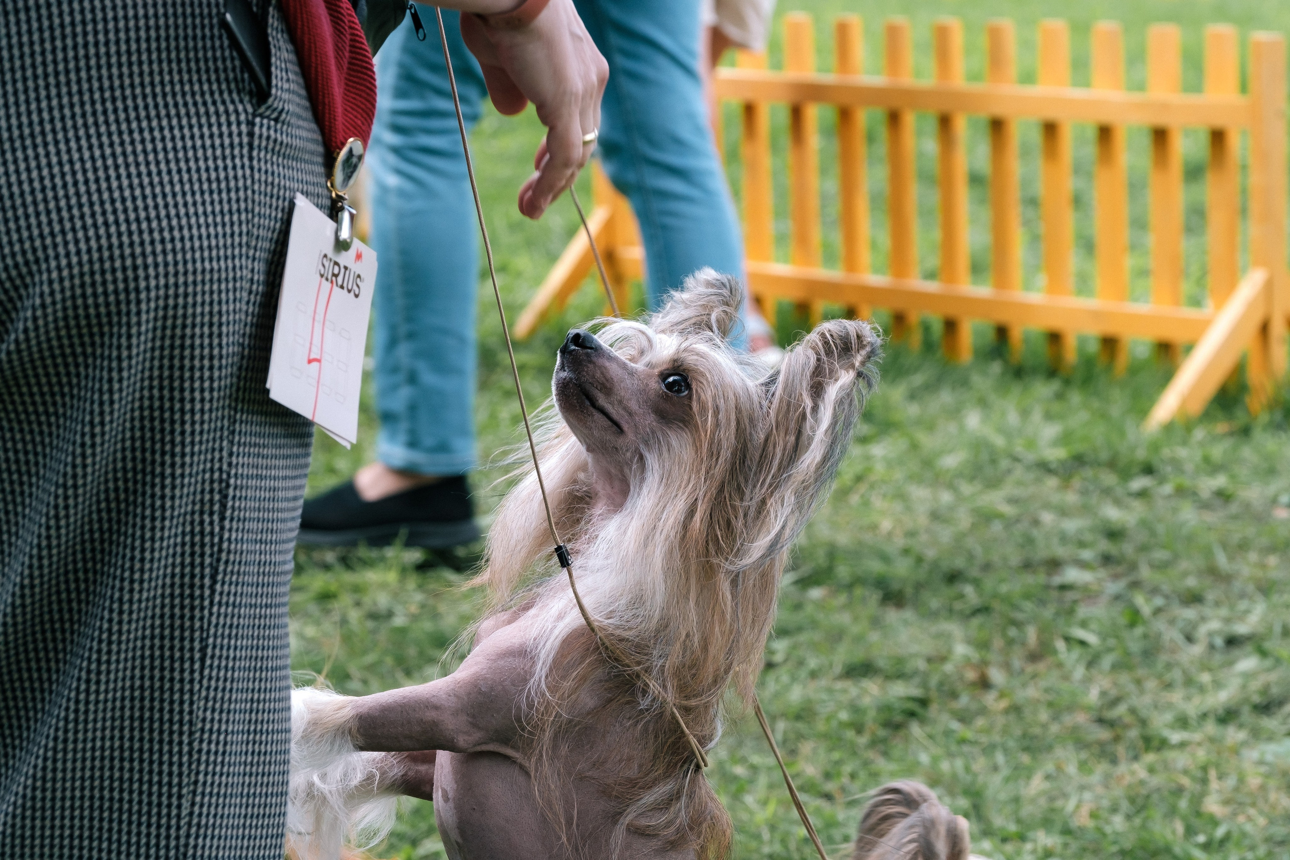 Poale Ell Chester. Питомник китайских хохлатых собак Poale Ell: купить щенка