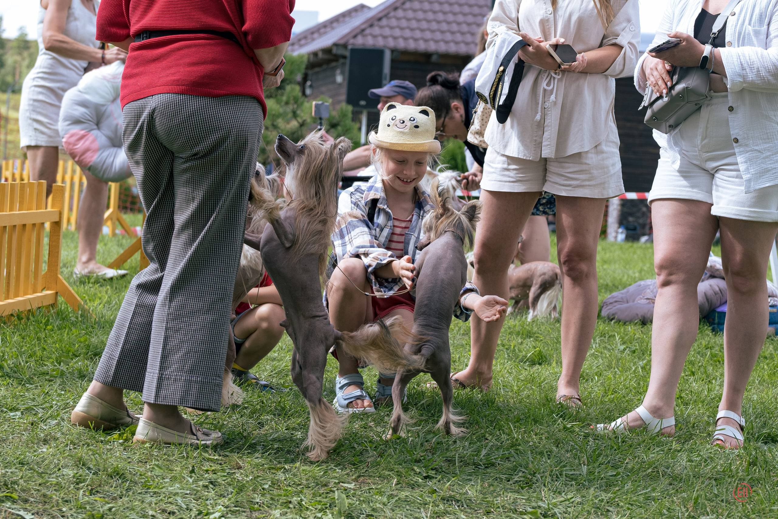 Липецк. Выставка собак. Питомник китайских хохлатых собак Poale Ell: купить щенка