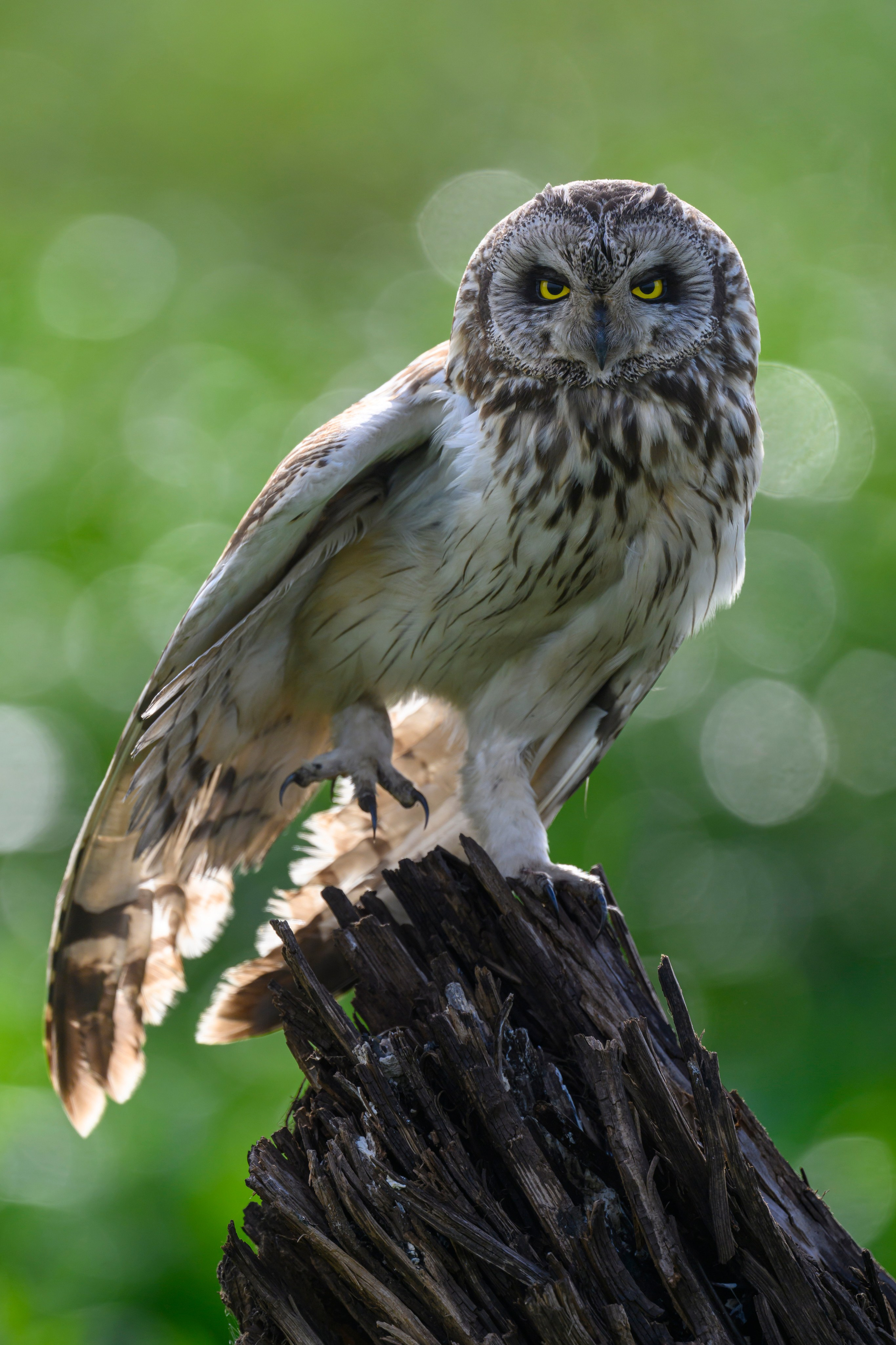 Сова на рассвете. Owl at dawn. Wildlife photography by Sergey Puponin
