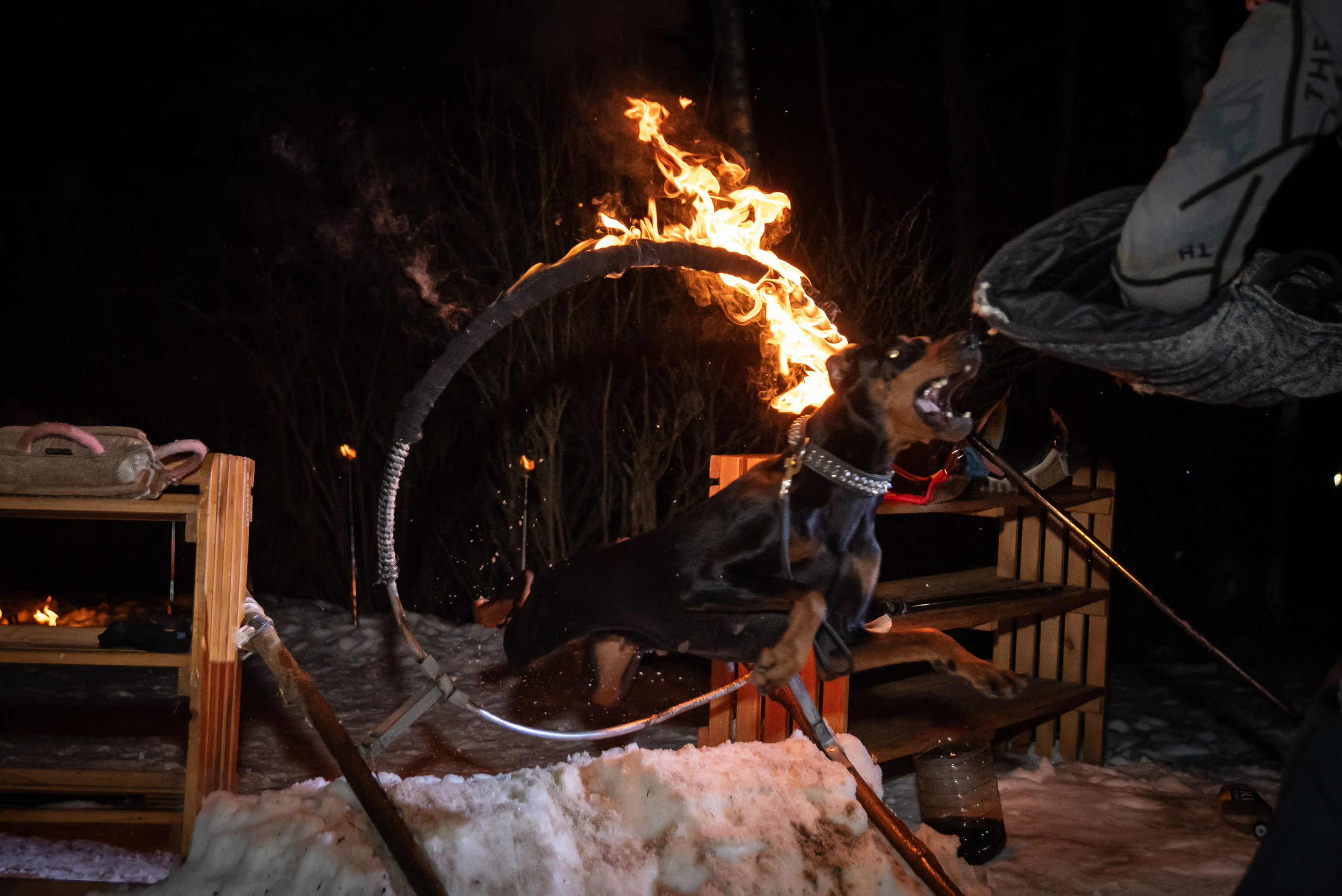 Фотосессии в кинологическом лагере. Фотограф Макс Огурцов в Нижнем Новгороде